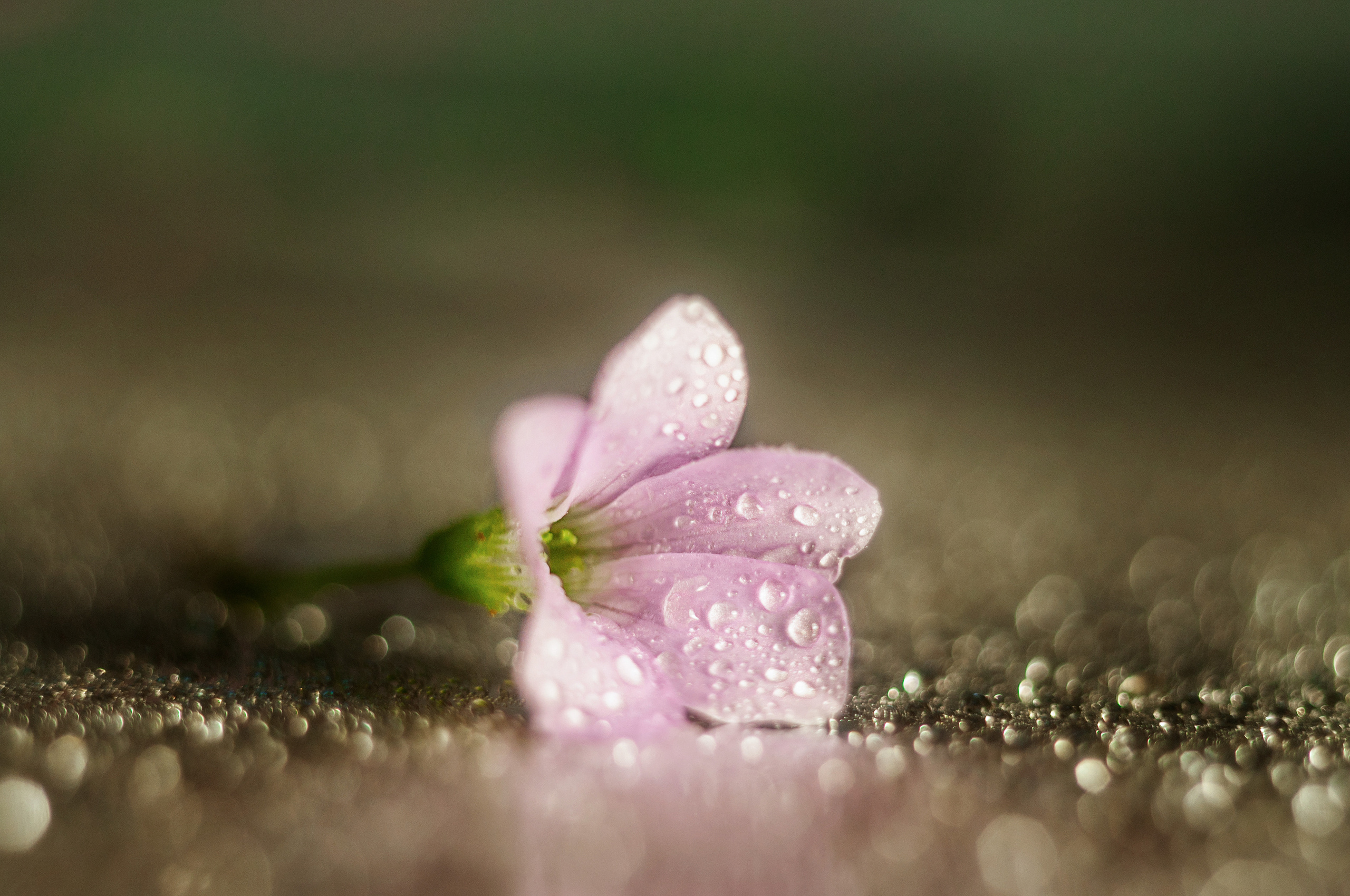 розовый цветок