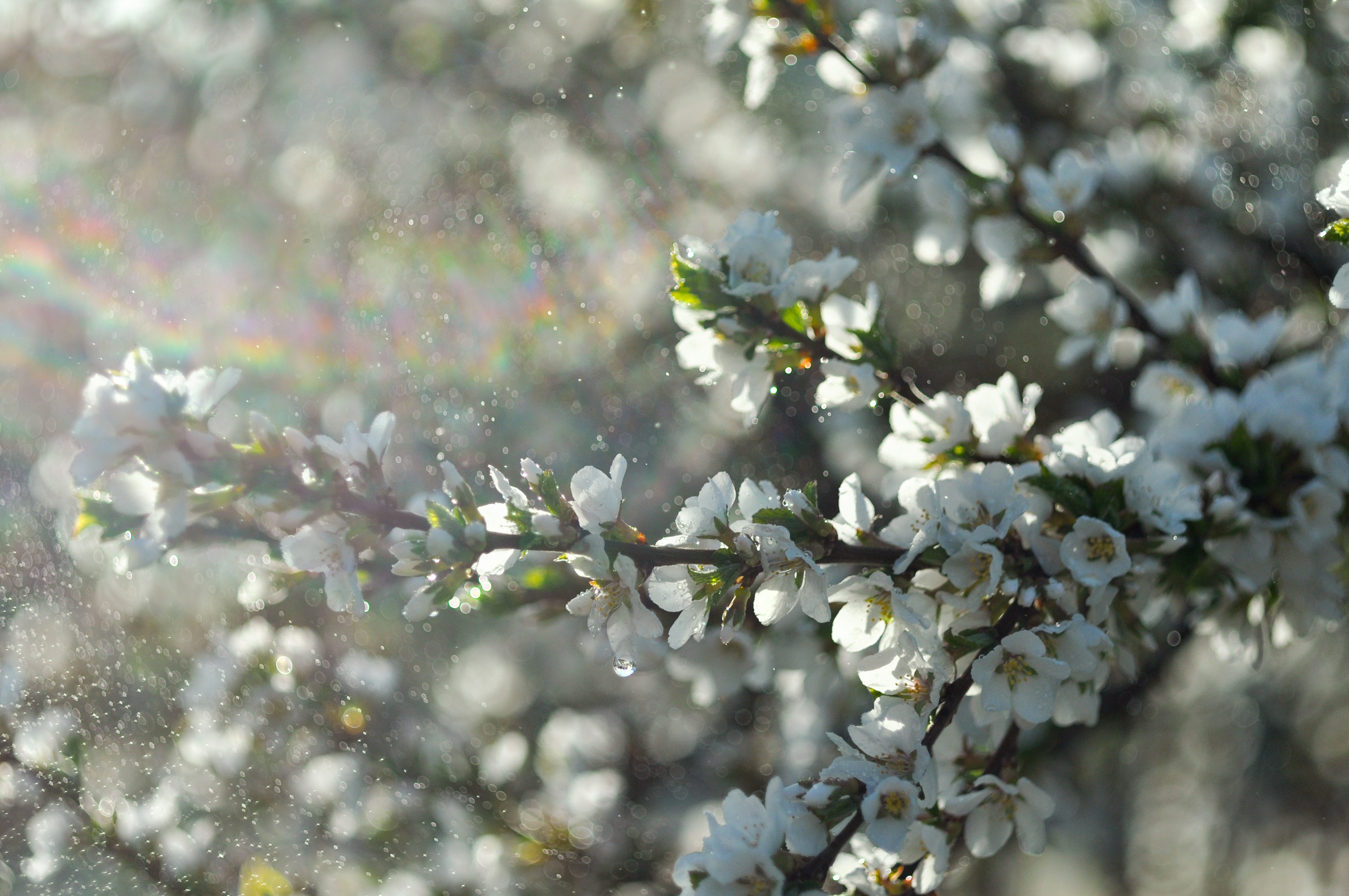 цветущая вишня