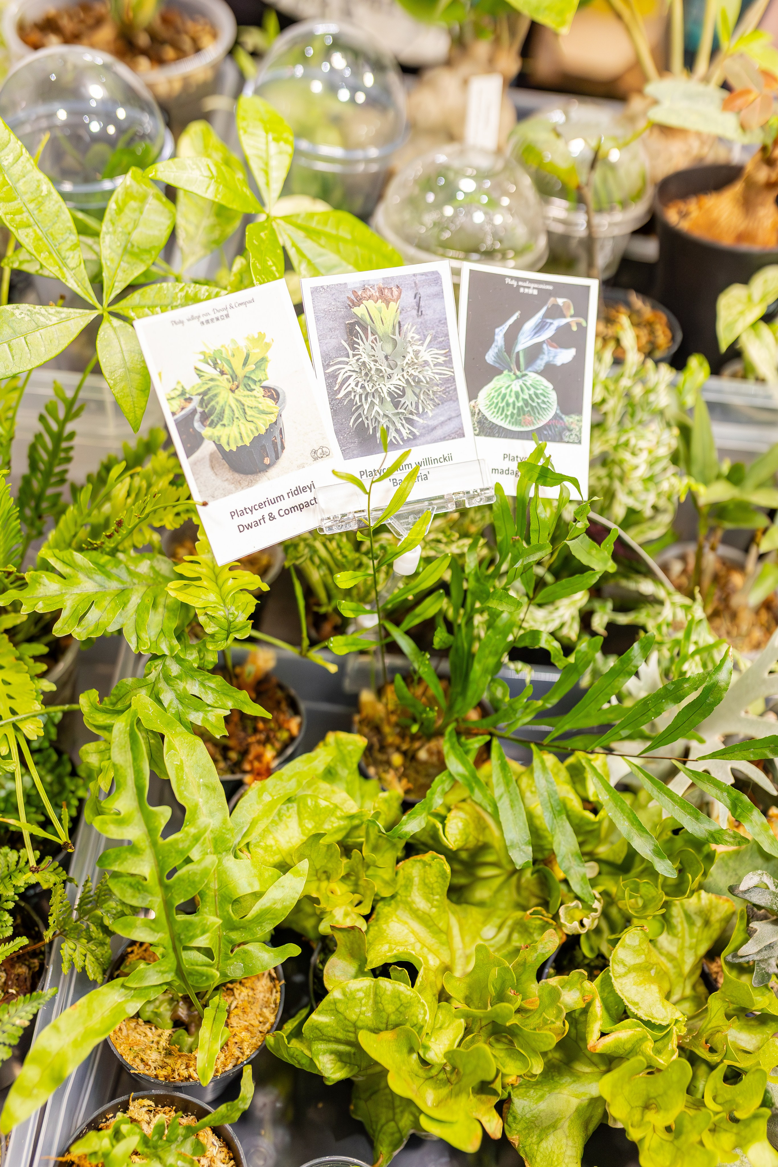 Монстериум апрель 2026. Александра Куликова фотограф, Москва