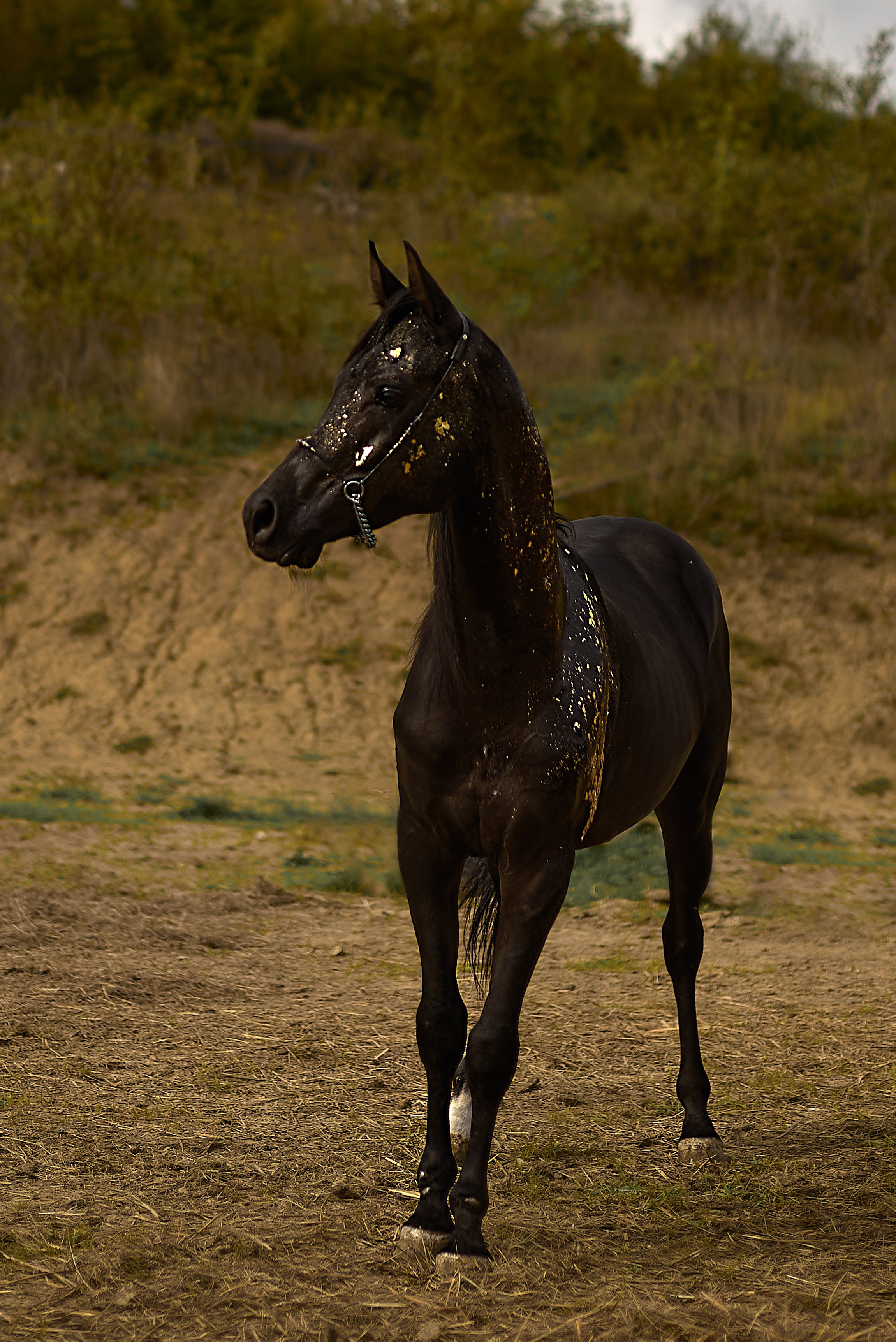 Харакс. Фотограф в Севастополе