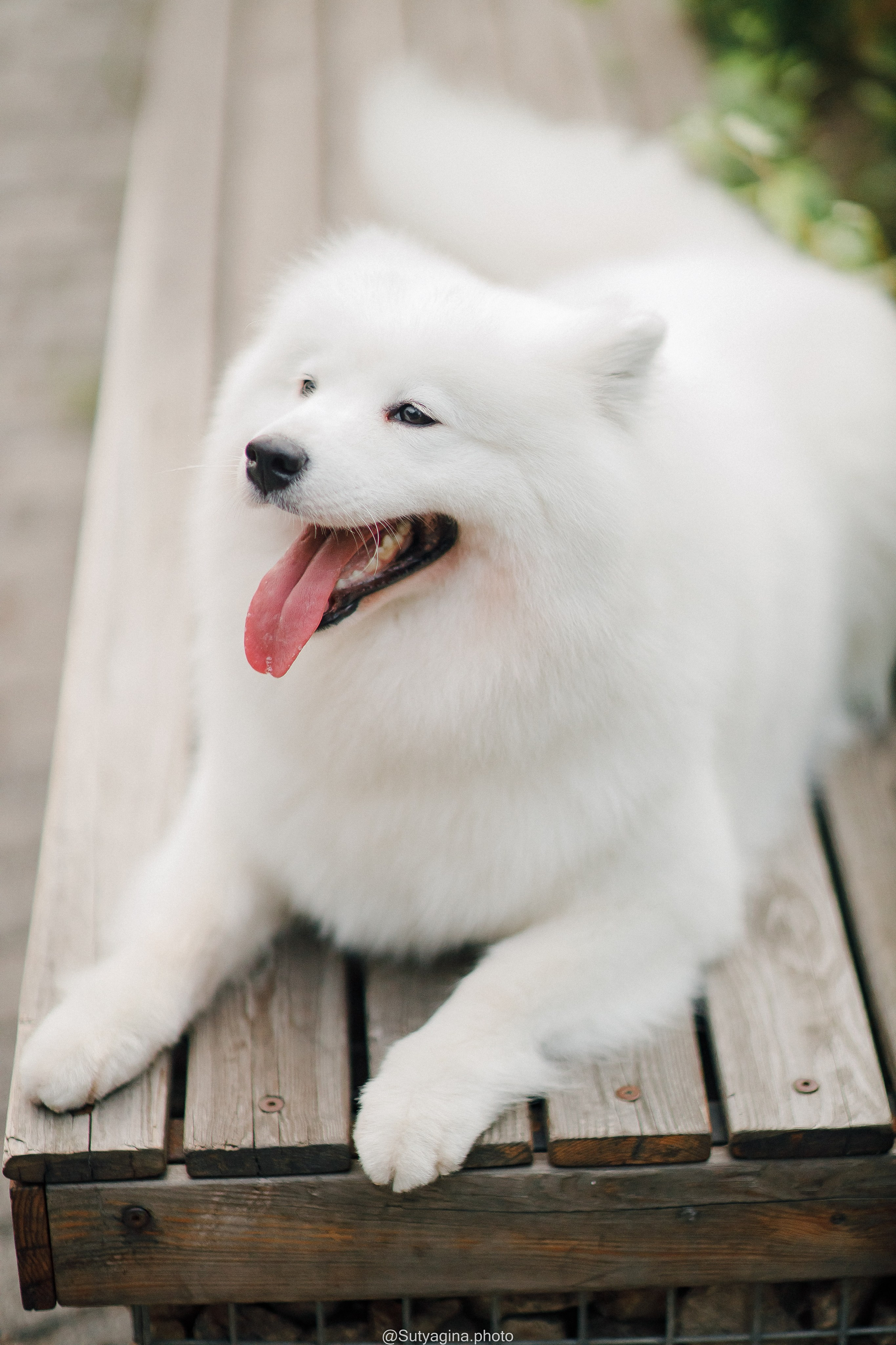 Самоед Рея. Свадебный и женский фотограф