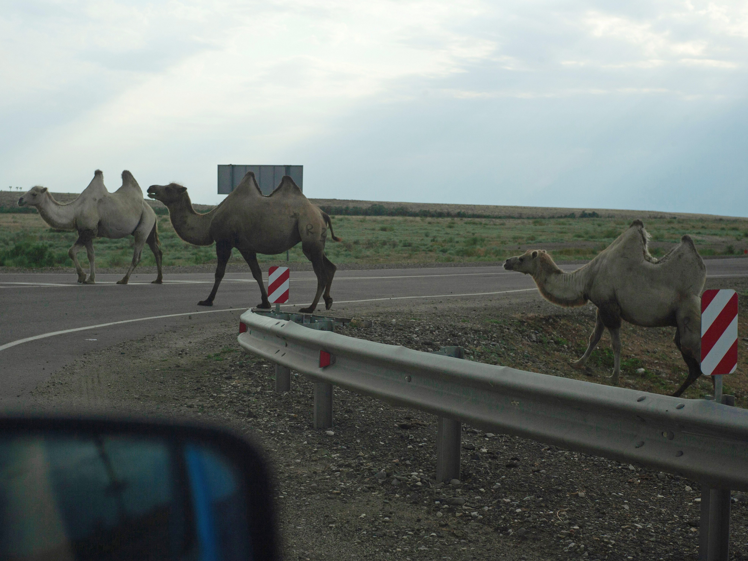 In the steppes of the Astrakhan region, camels are not exotic animals at all