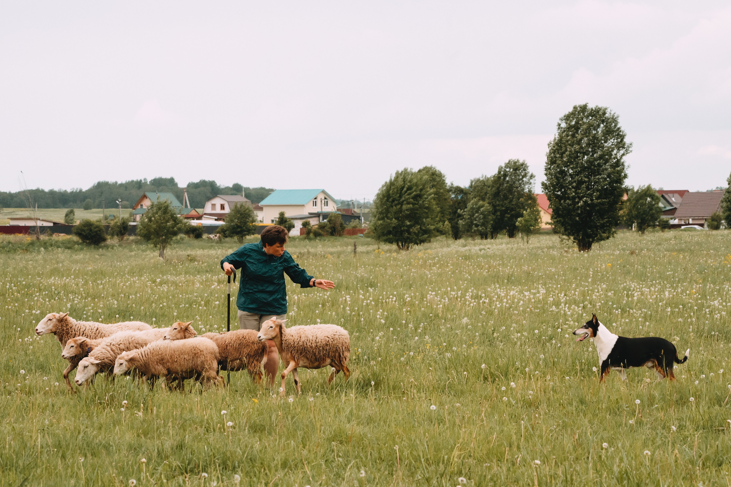 Состязания по пастушьей службе 1-2.06.24, Заостровье. Фотограф-анималист Анастасия Большакова
