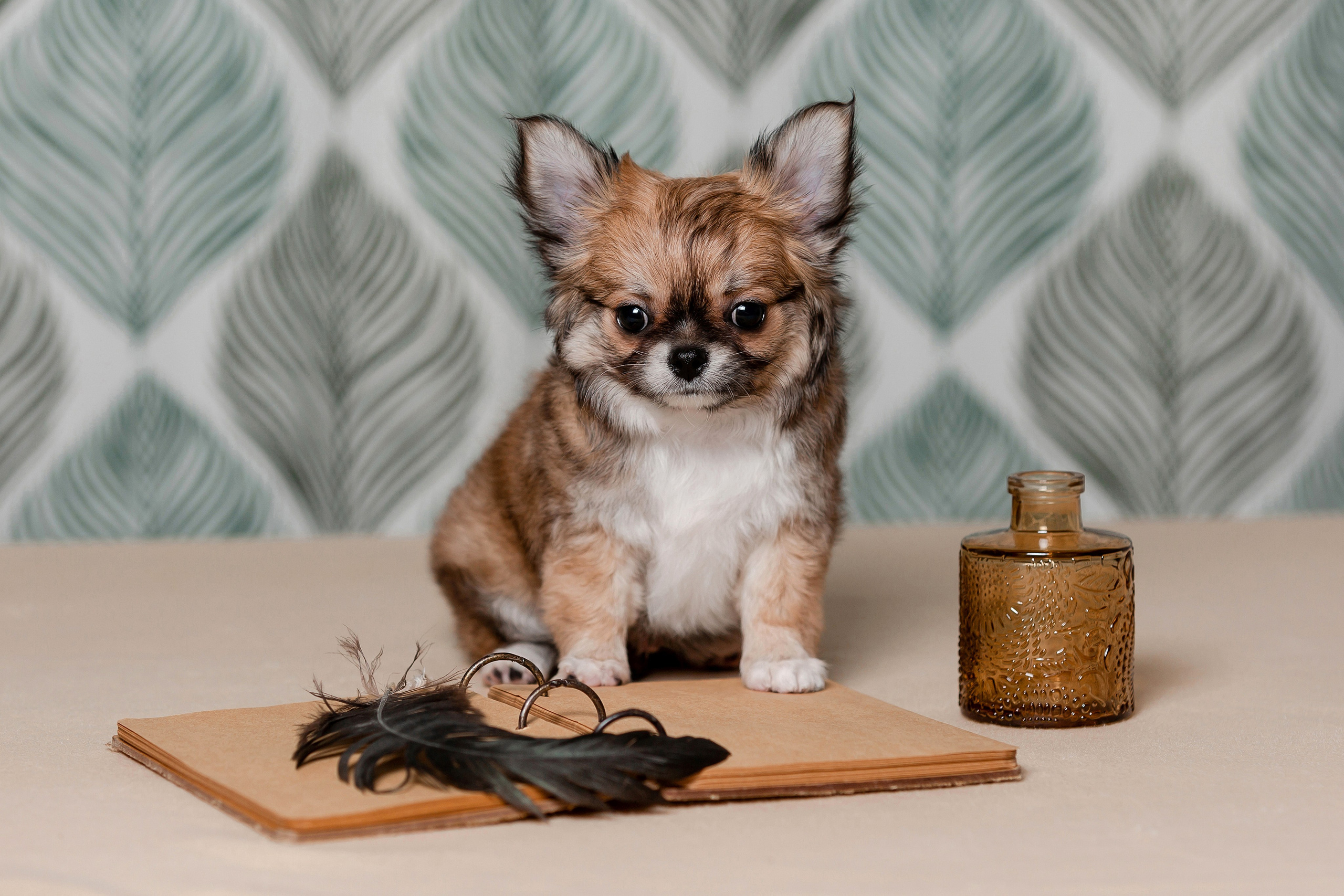Фотосъёмка щенков. Фотограф-анималист в Краснодаре Маша Мельникова