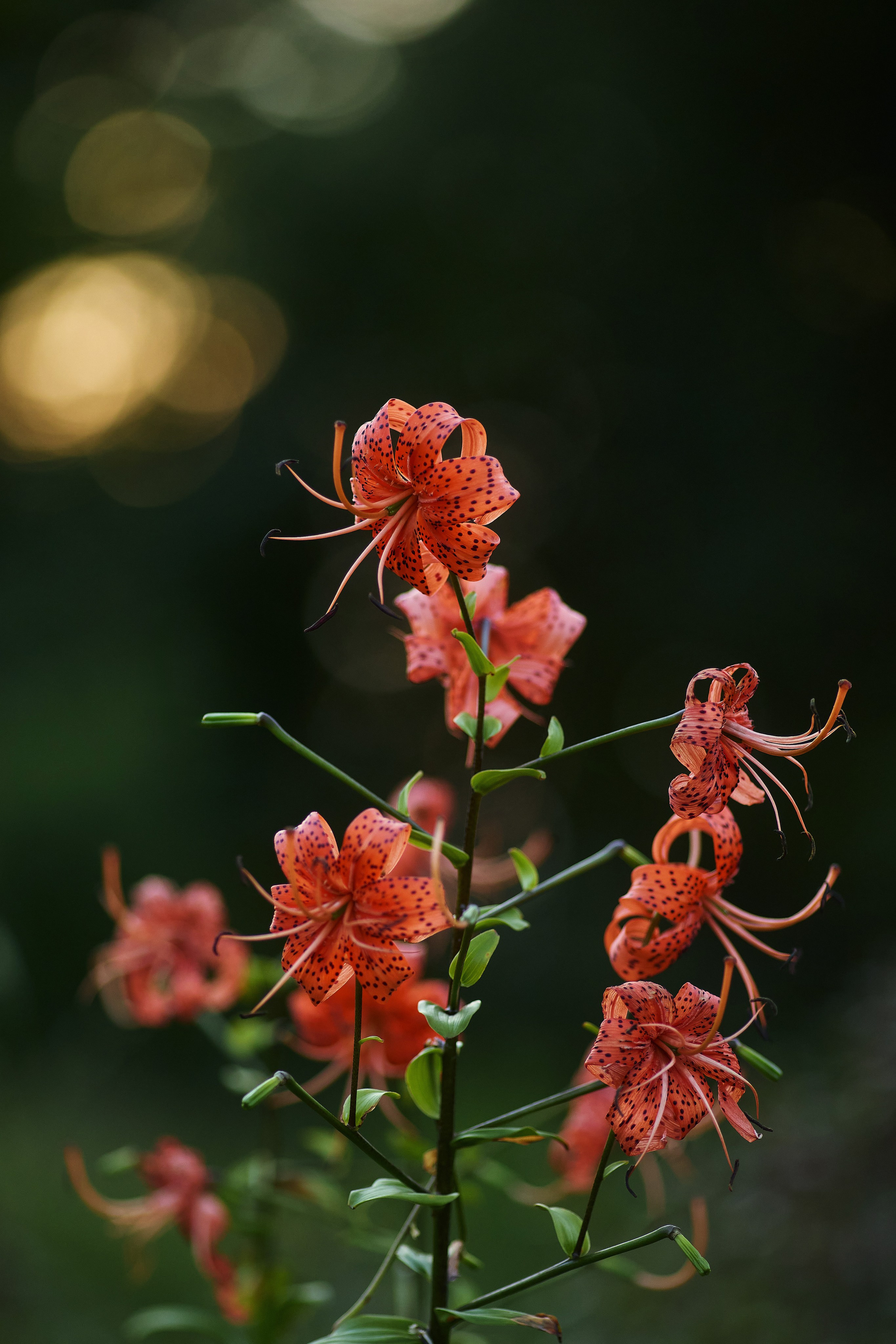 Лилия ланцетолистная (тигровая), она же - красная саранка. Фотография крупным планом