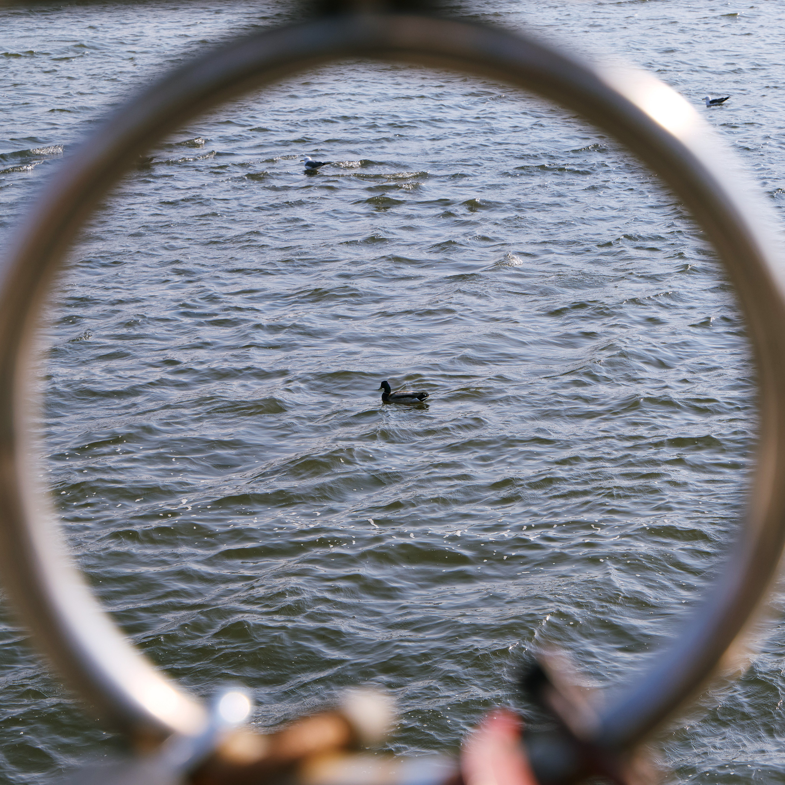 Приём уличной фотографии - фрейминг с уточкой на озере