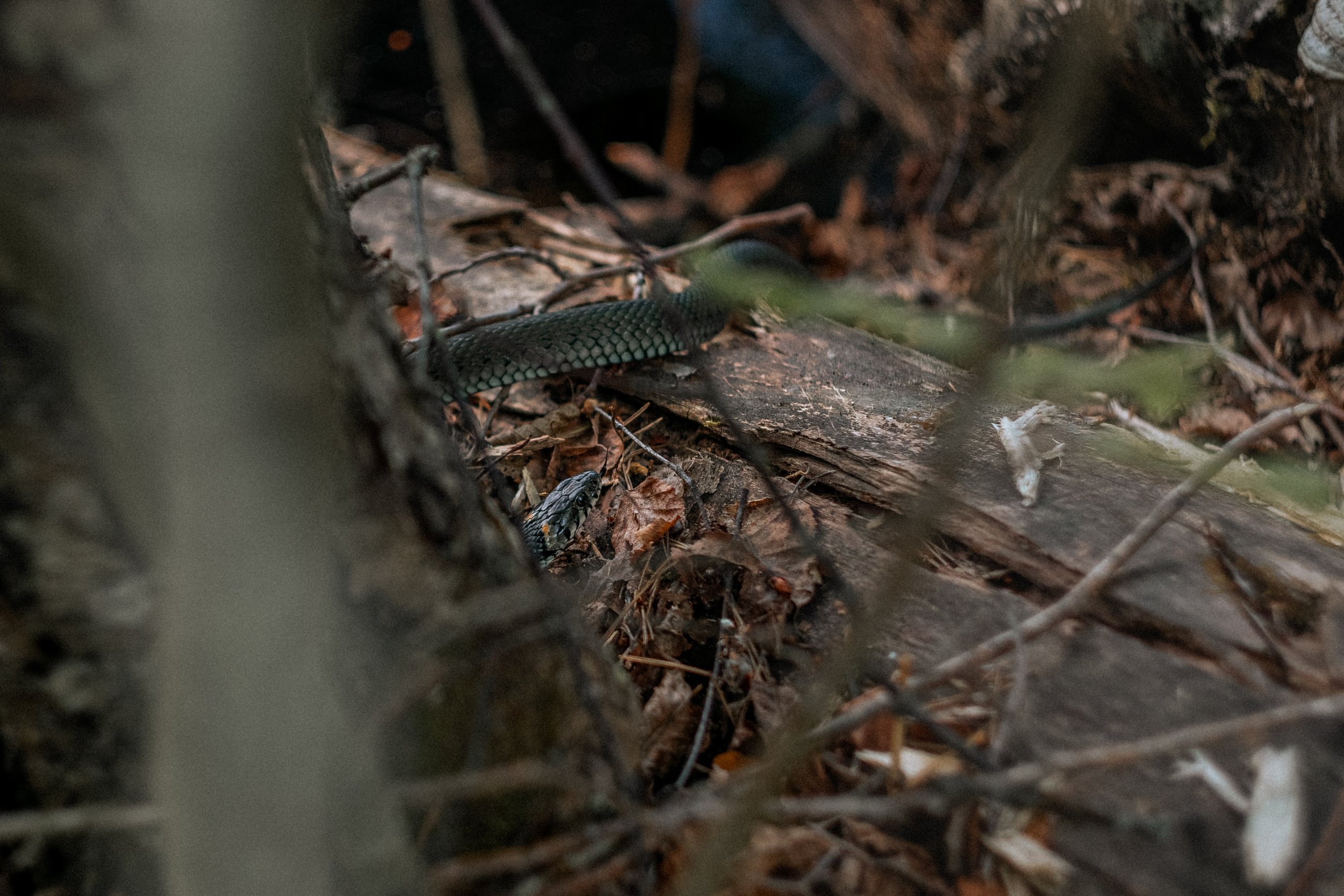 Карелия — место силы. Юля Дэй • Фотограф, Санкт-Петербург