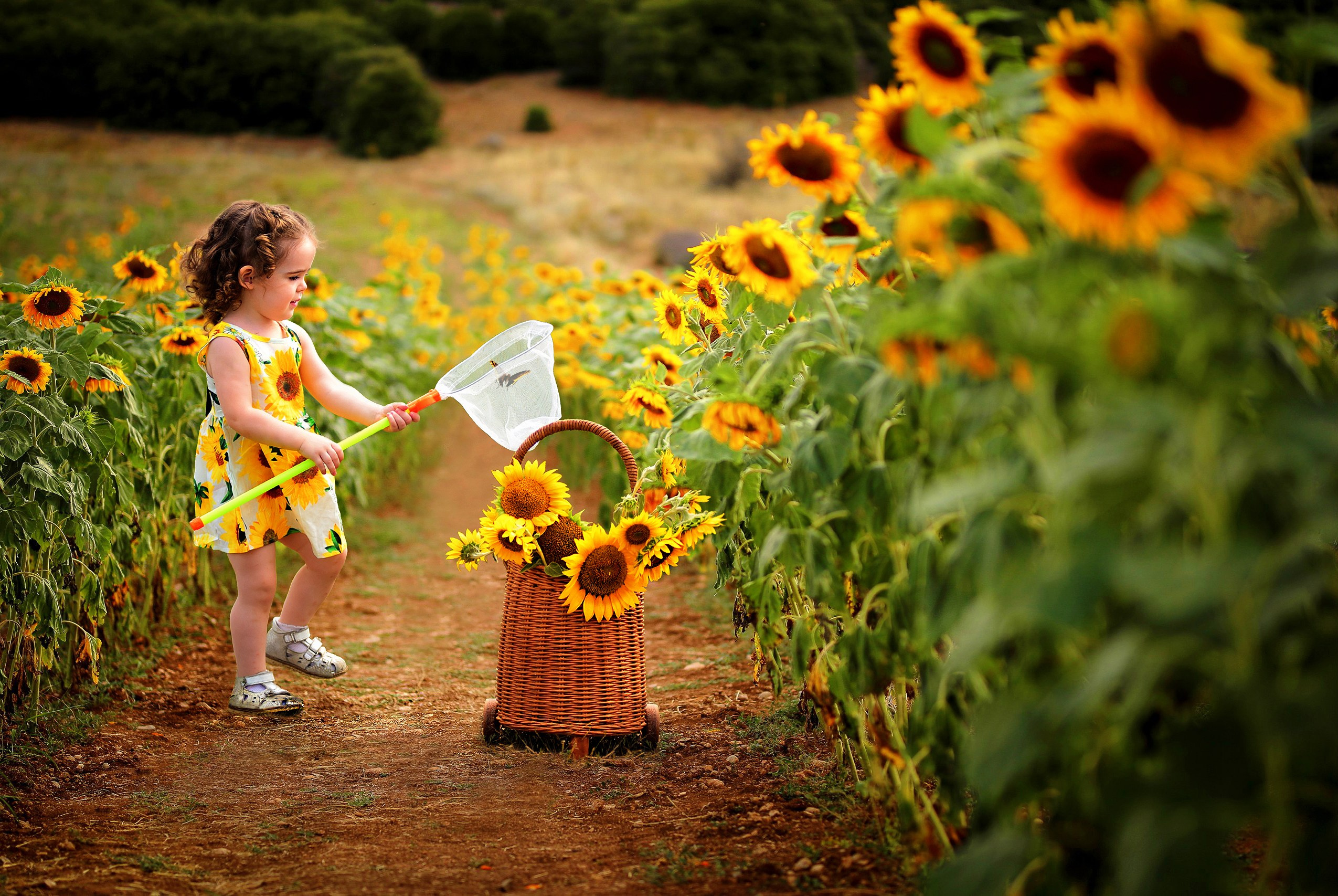 Подсолнухи. Главная