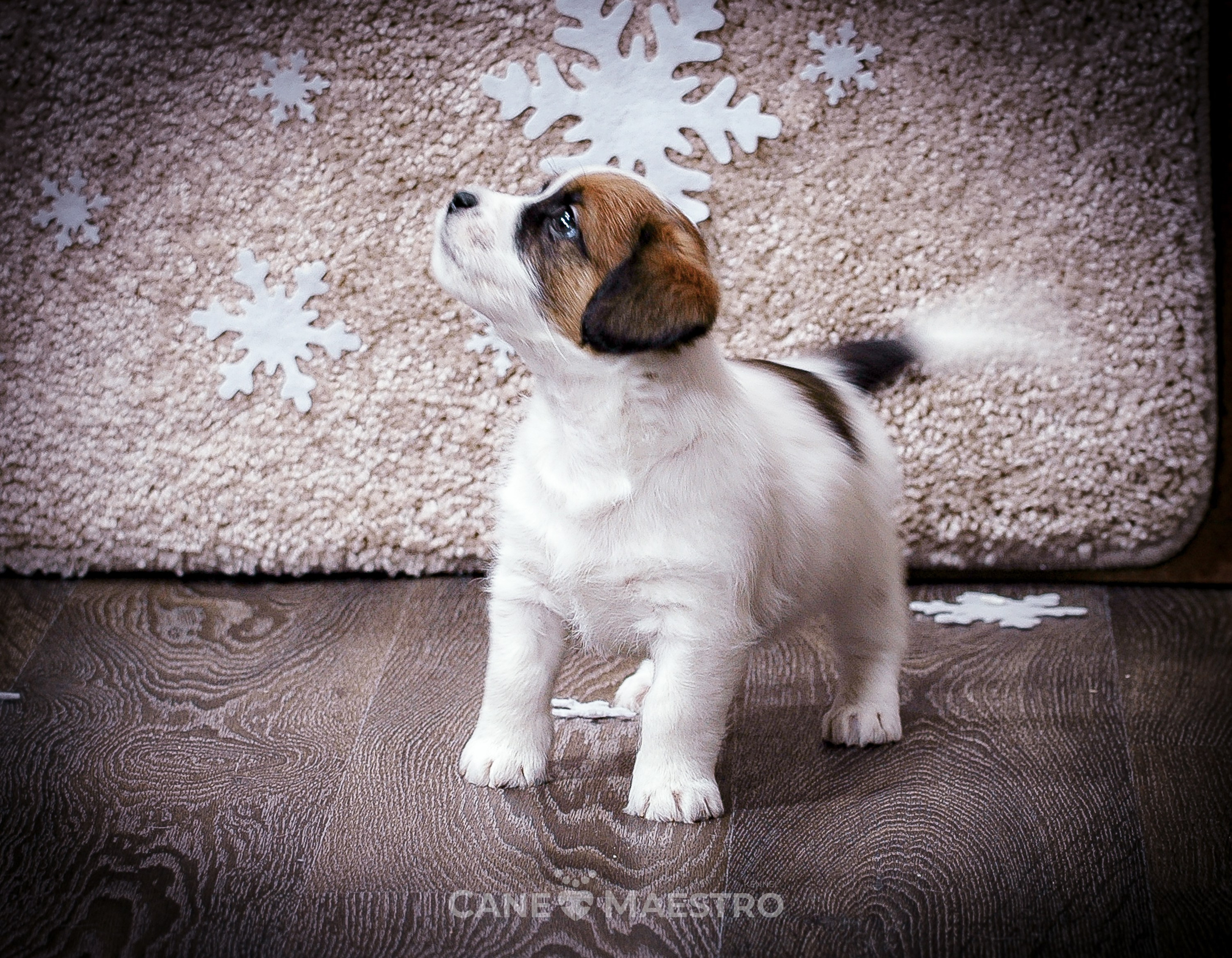 Мальчик 2. Кобель бело-рыжий. Джек рассел терьер щенок. КАНЕ МАЭСТРО — питомник Джек рассел терьеров