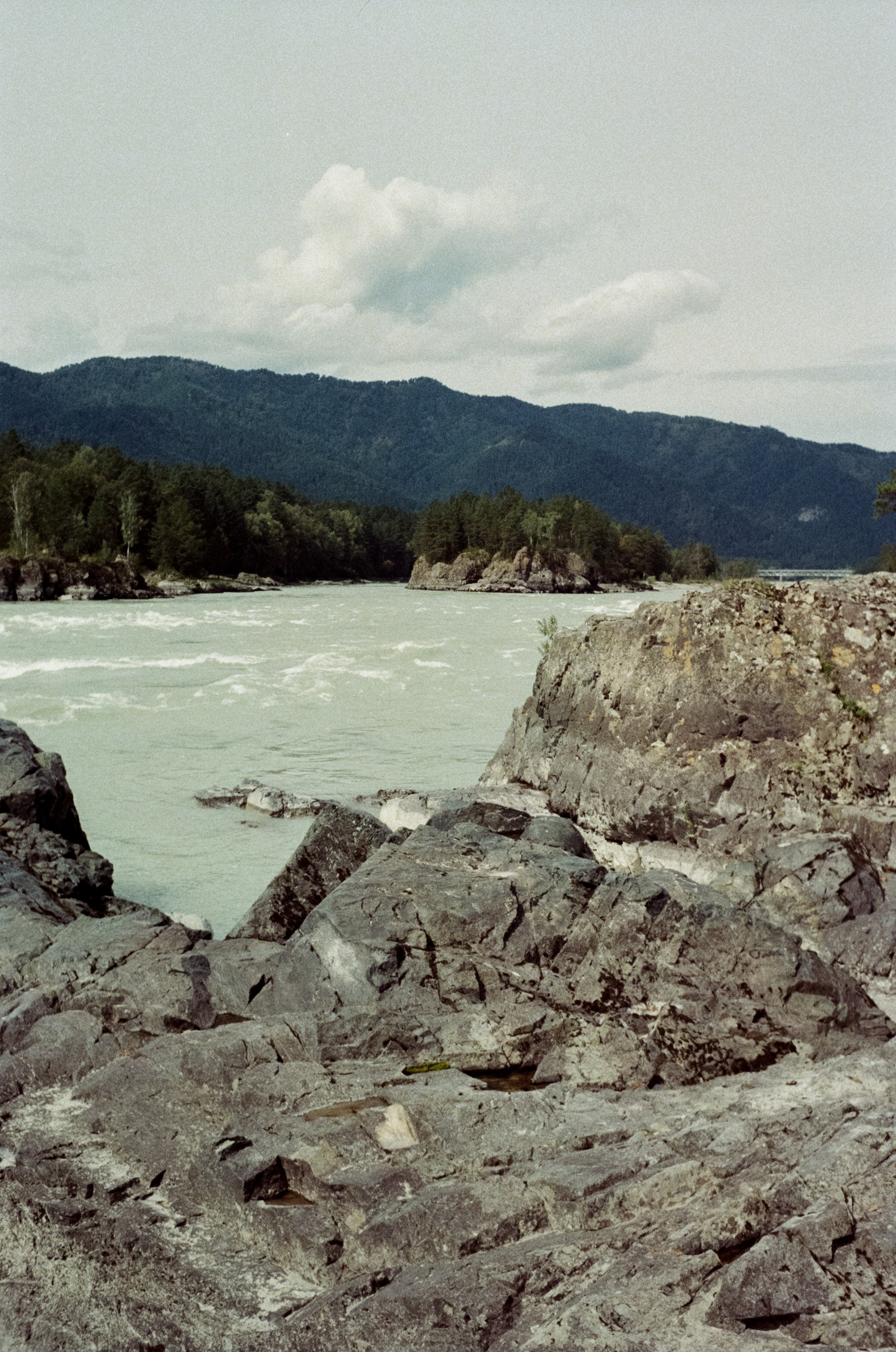 Горно-алтайский ботанический сад, база Кедровый остров / 27 августа 2024 года