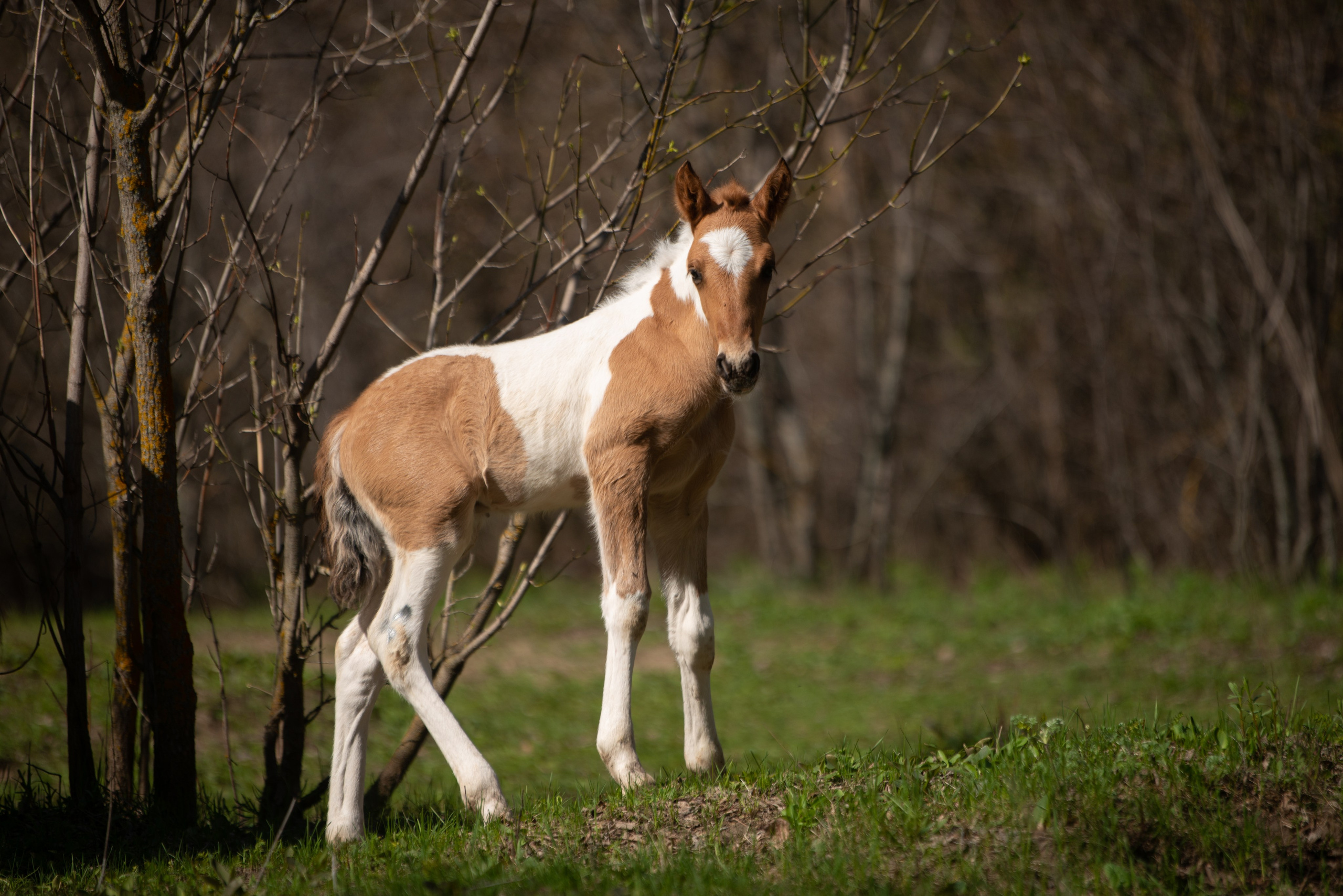 Жеребёнок Митяй. Конный фотограф в Саратове Юлия Иванова