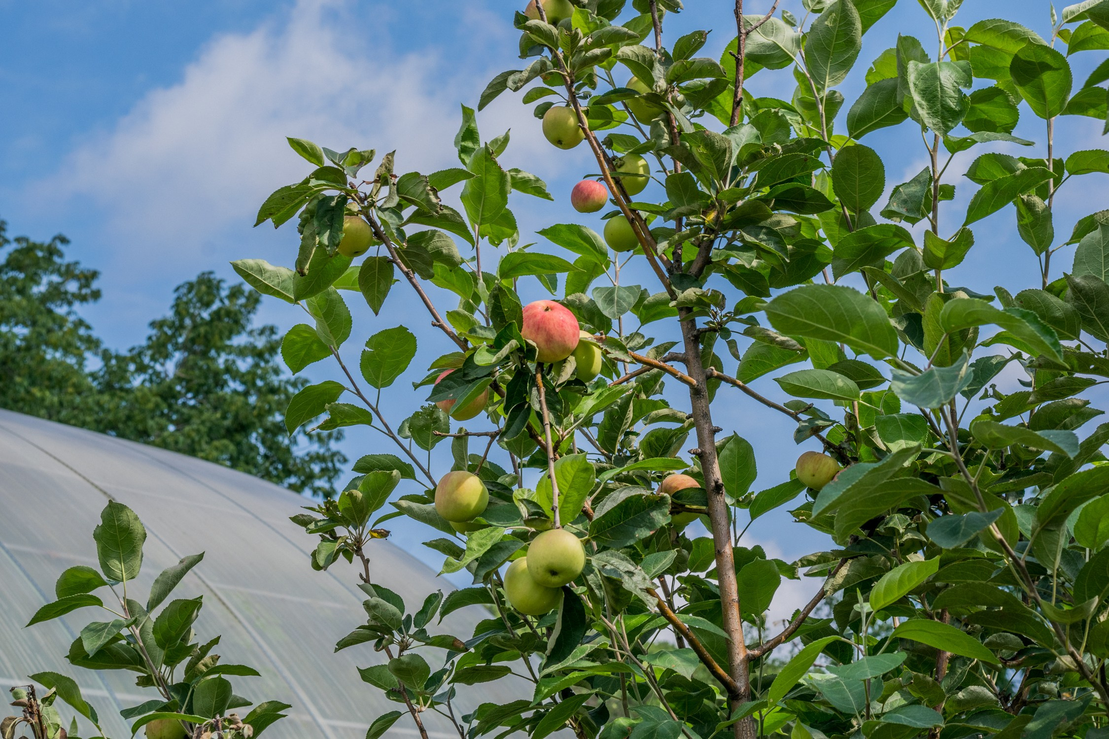 Антон Курдюмов фотограф в Хабаровске Рина Курдюмова фото27 foto27 Антон Дорофеев репортажный репортаж документалист Тони и Рина фотосоздатели Виноградники Хехцир 2024 Хабаровск виноград дикий фермер фермерство дачный сезон