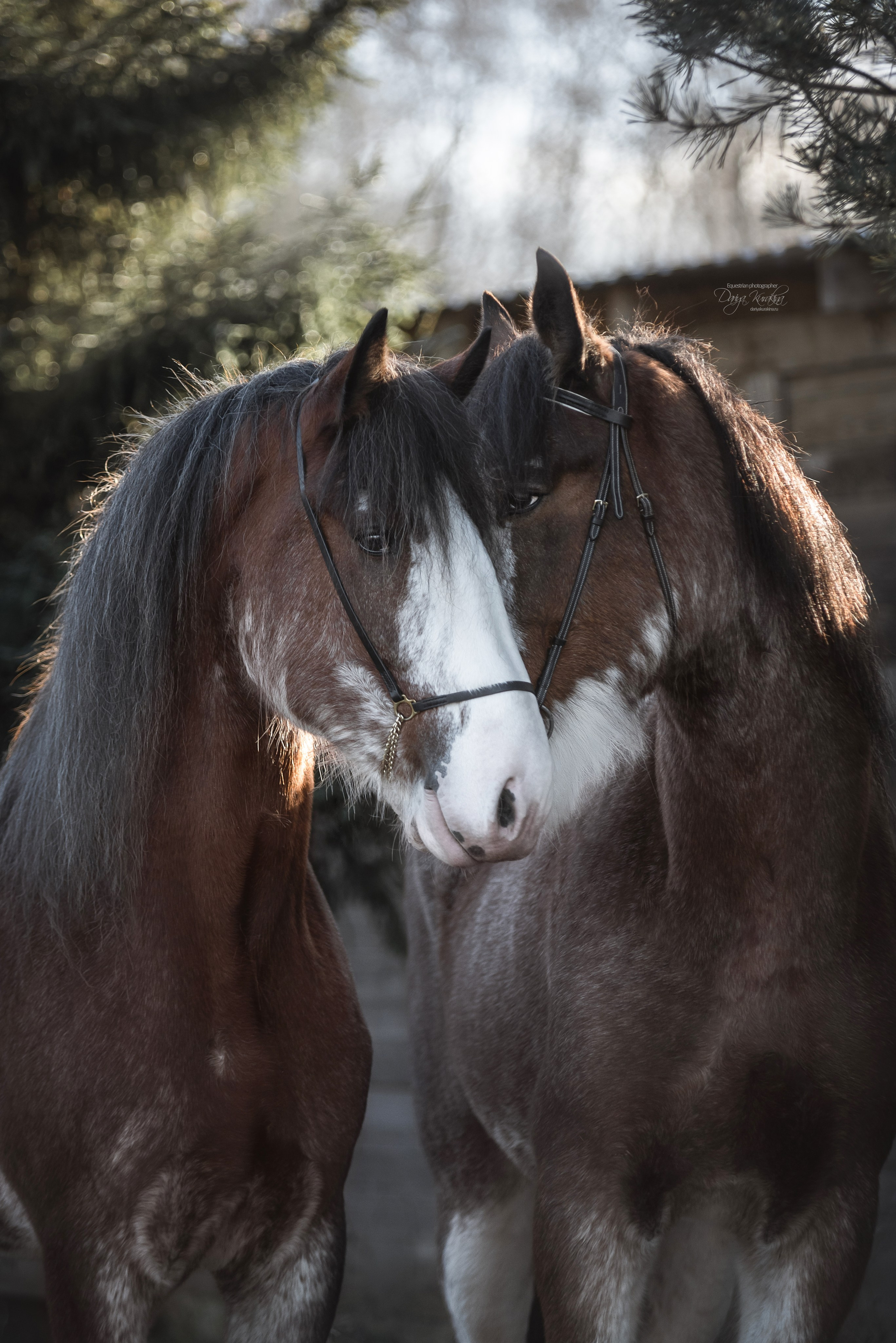 Komardins. Конный фотограф Куракина Дарья • Фотосессии с лошадьми