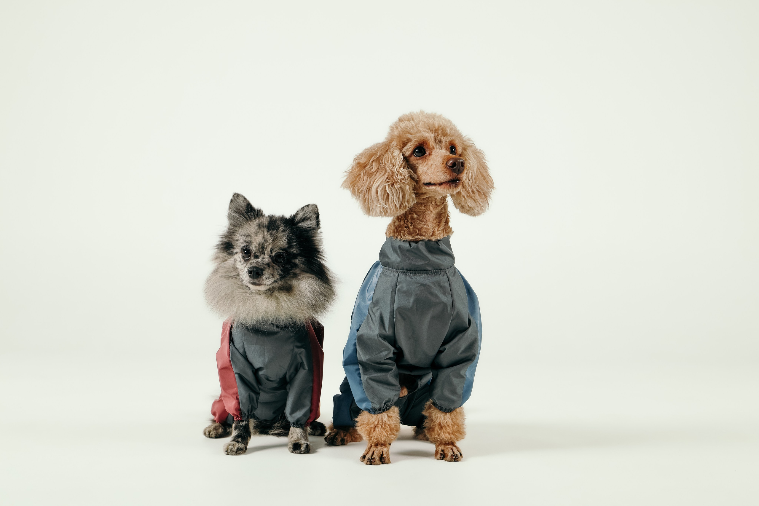 Для брендов. Фотограф- анималист Санкт-Петербург