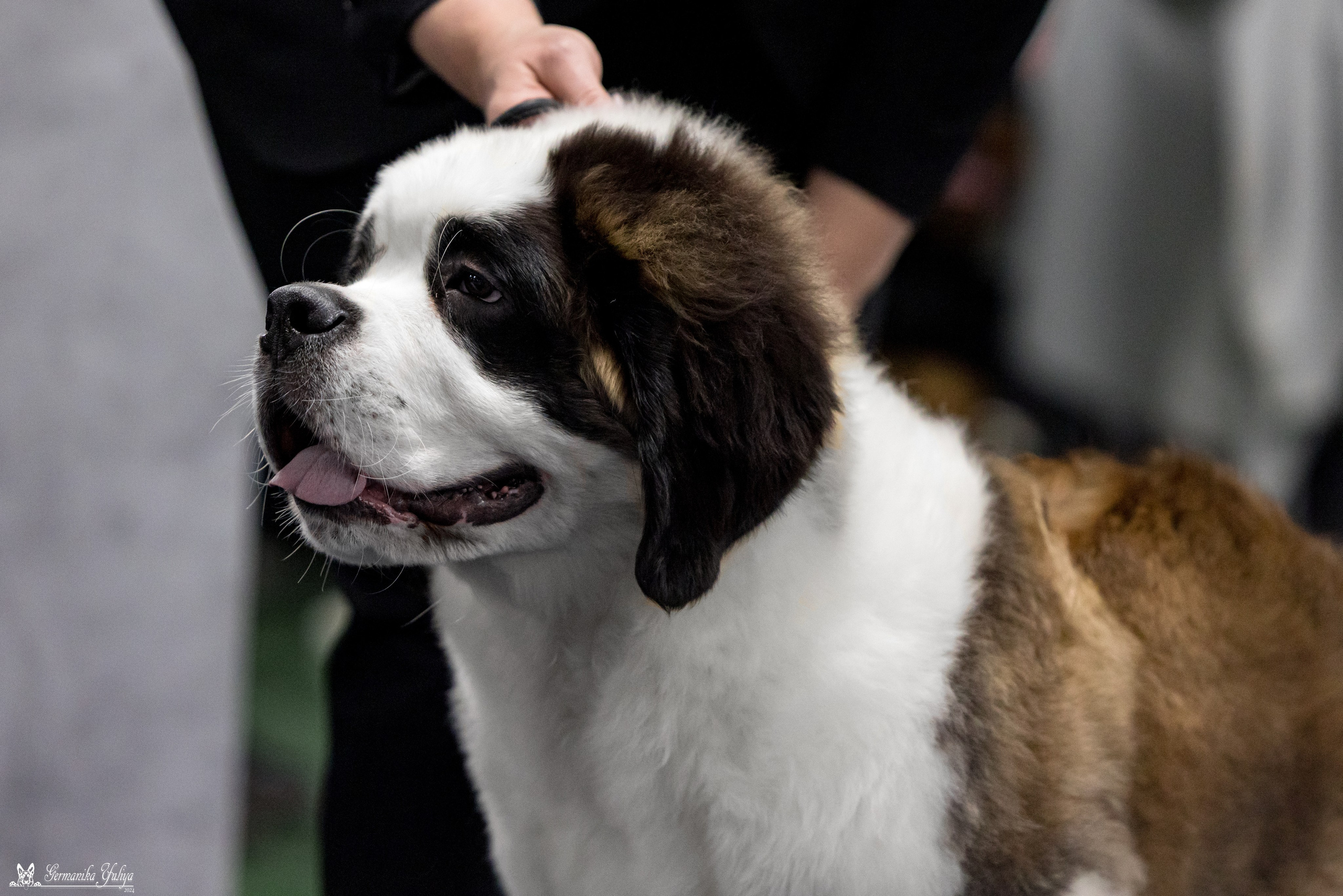 Сфера 28.01. и 4.02.2024. Фотограф-анималист Юлия Германика