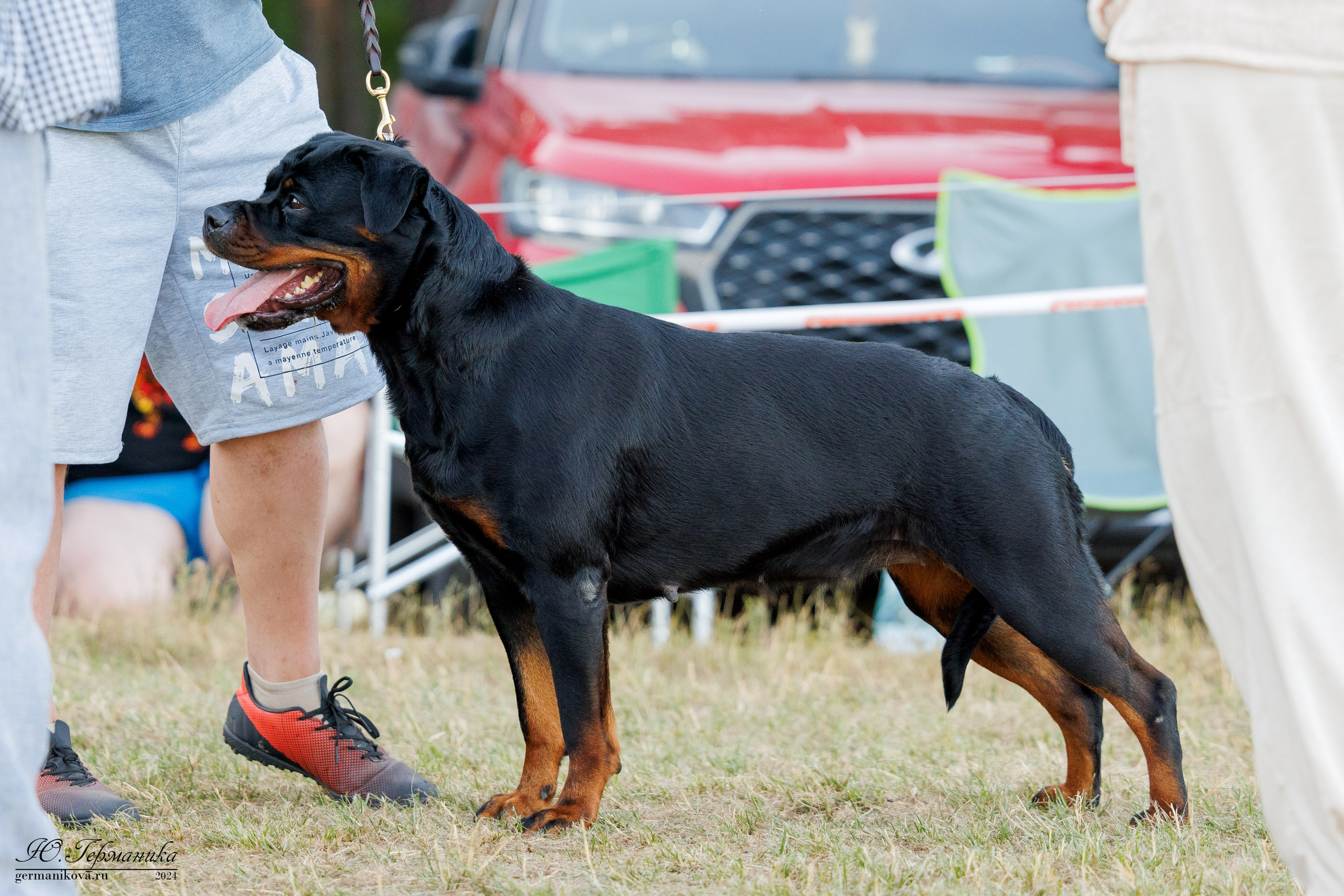 ПК и КЧК ротвейлеры Тверь 6-7.07.2024. Фотограф-анималист Юлия Германика
