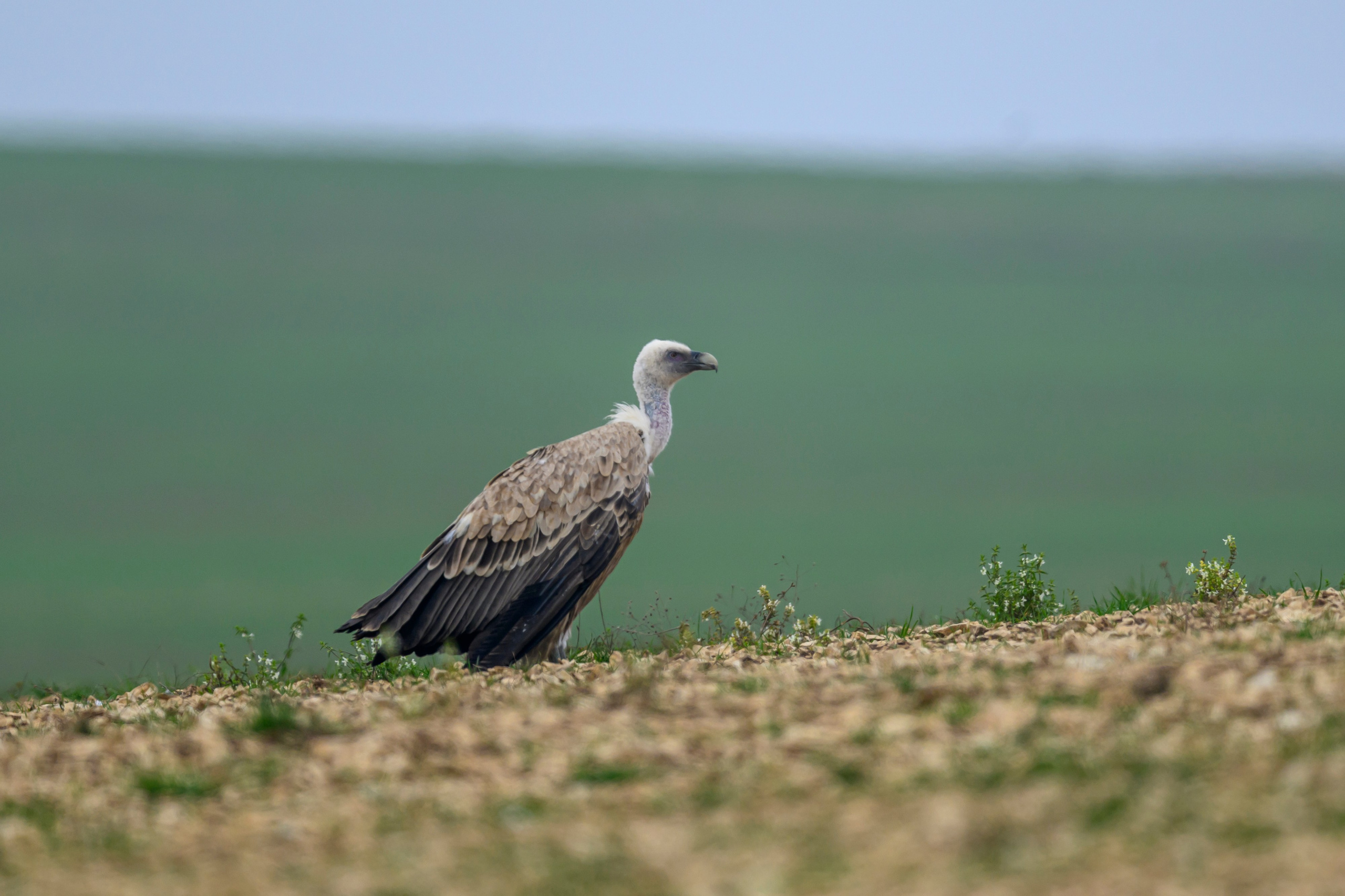 Дагестан. Ноябрь 2025. Фотограф Сергей Пупонин