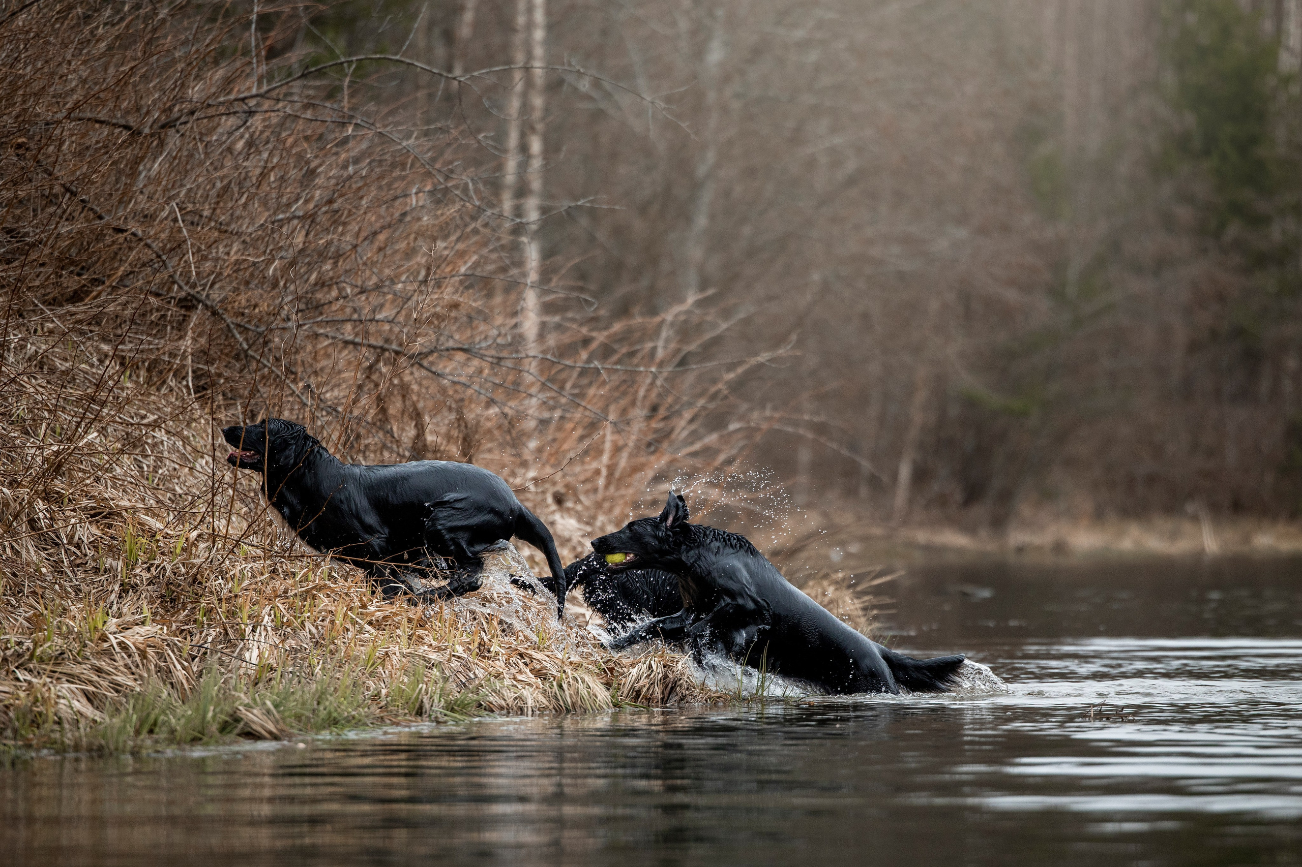 Ора, Ева, Рози и их семья. Фотограф — Анималист | Санкт-Петербург