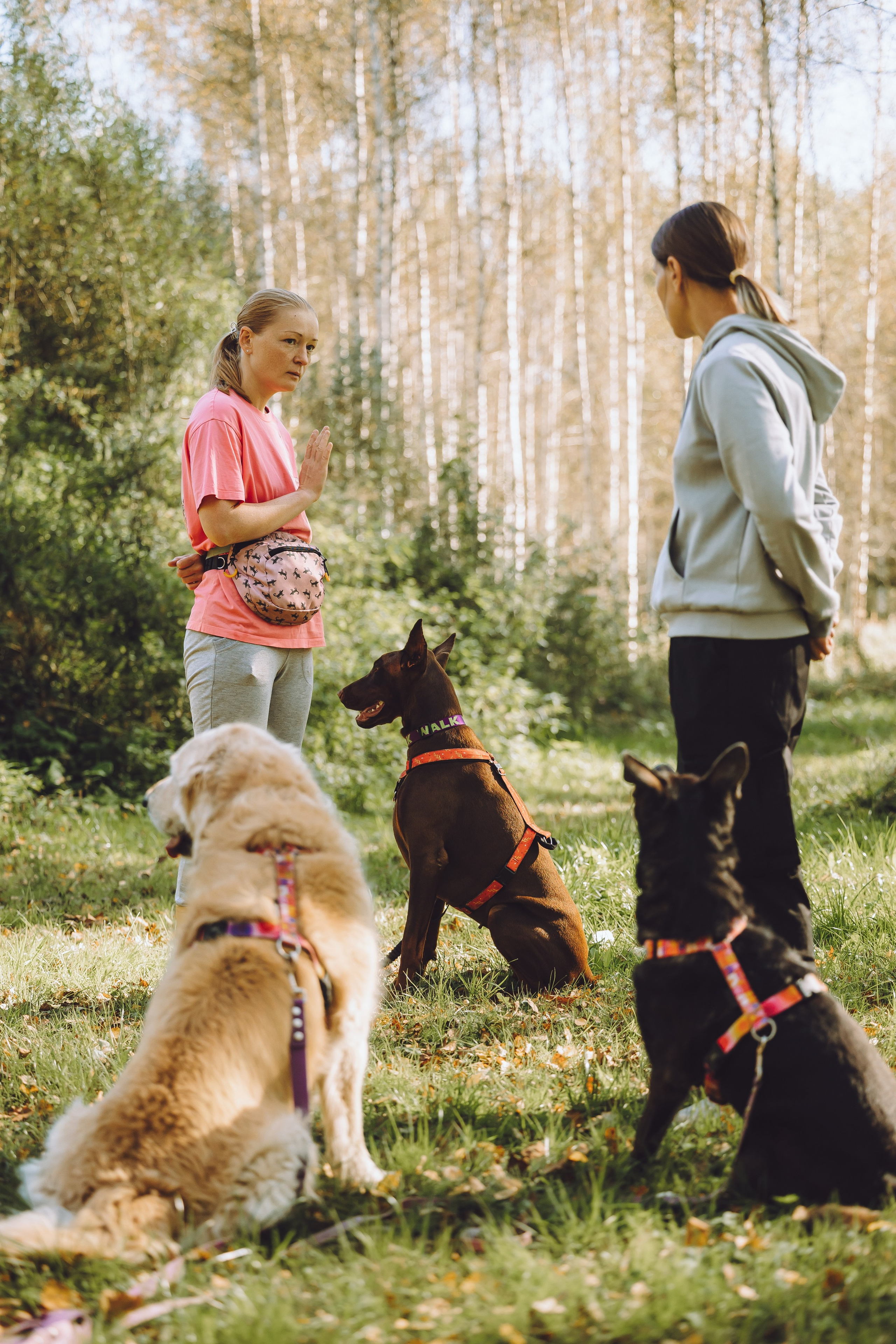 Выездной дог-тренинг от школы «Шерсть имею», Тованово