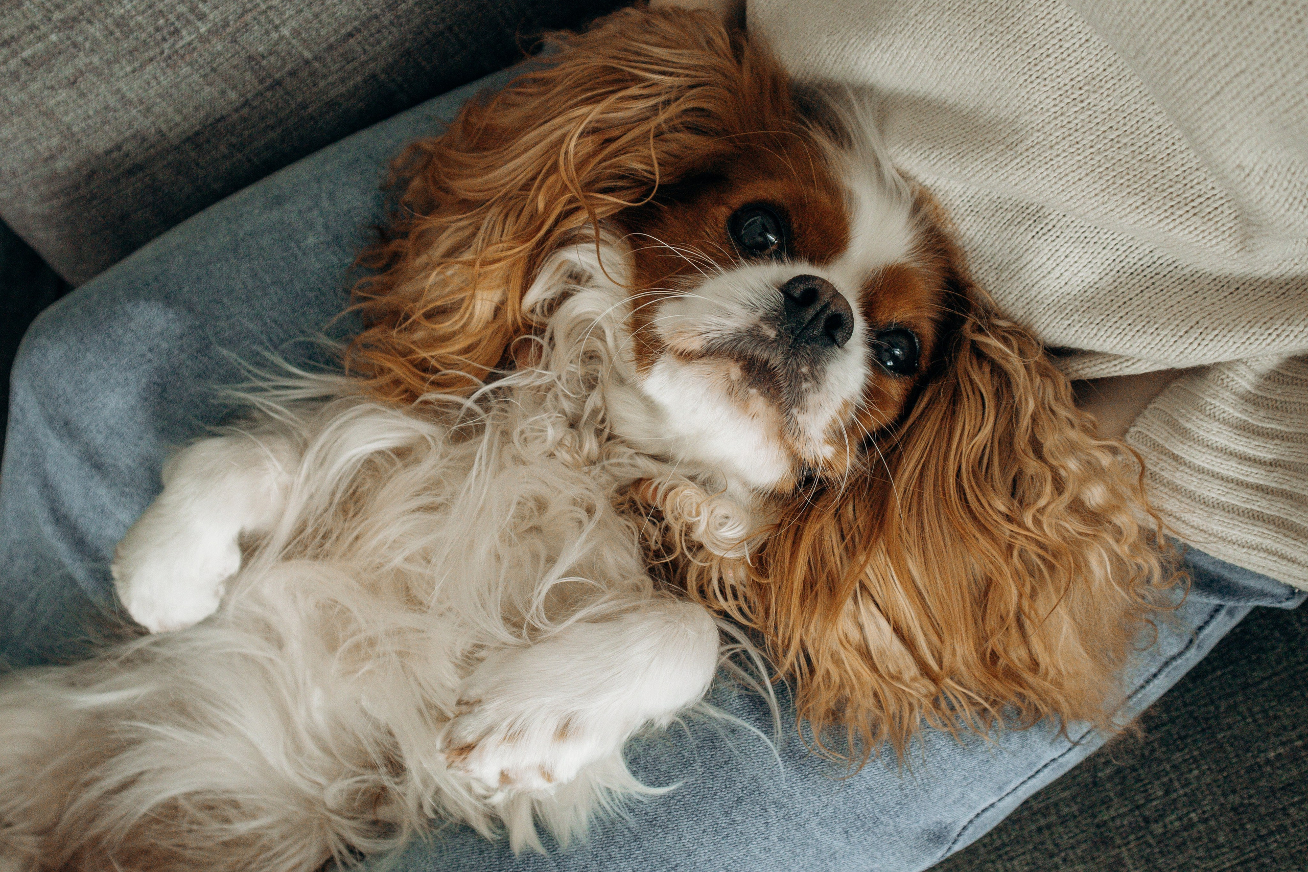 Надя и Лали. Фотограф-анималист в Санкт-Петербурге