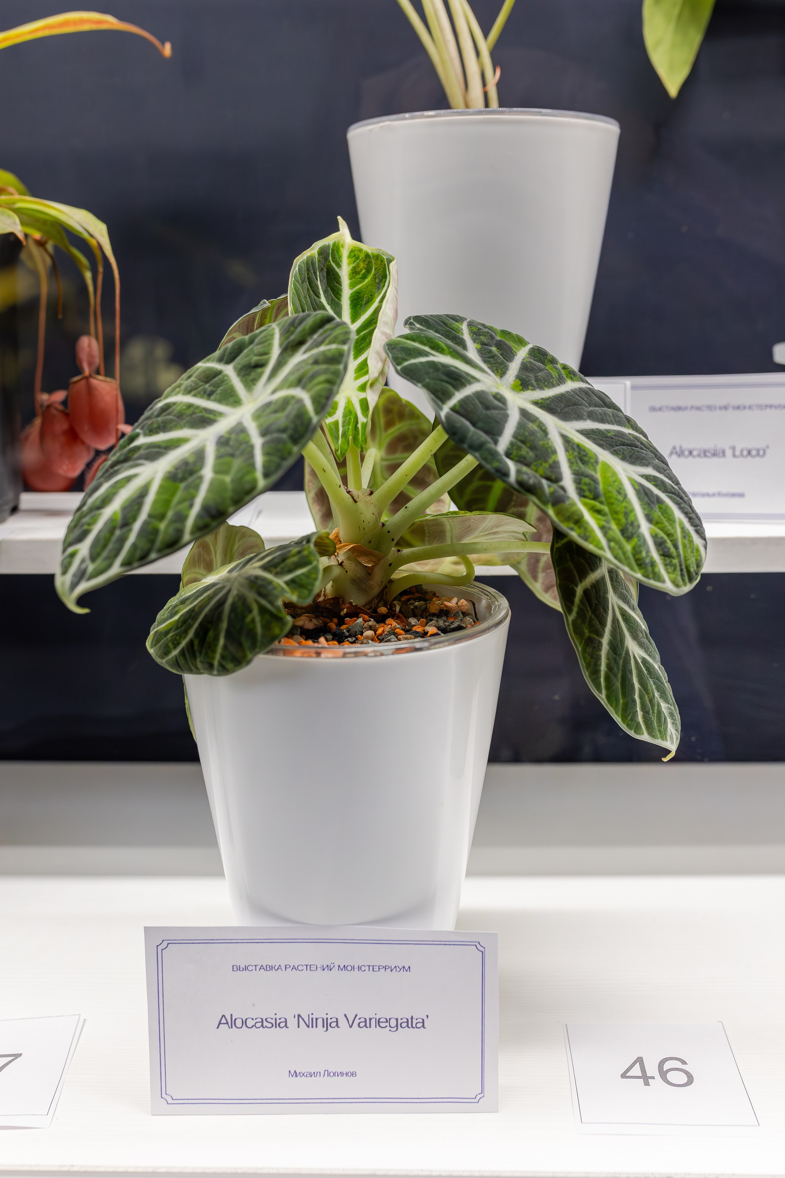 Монстериум апрель 2026. Александра Куликова фотограф, Москва