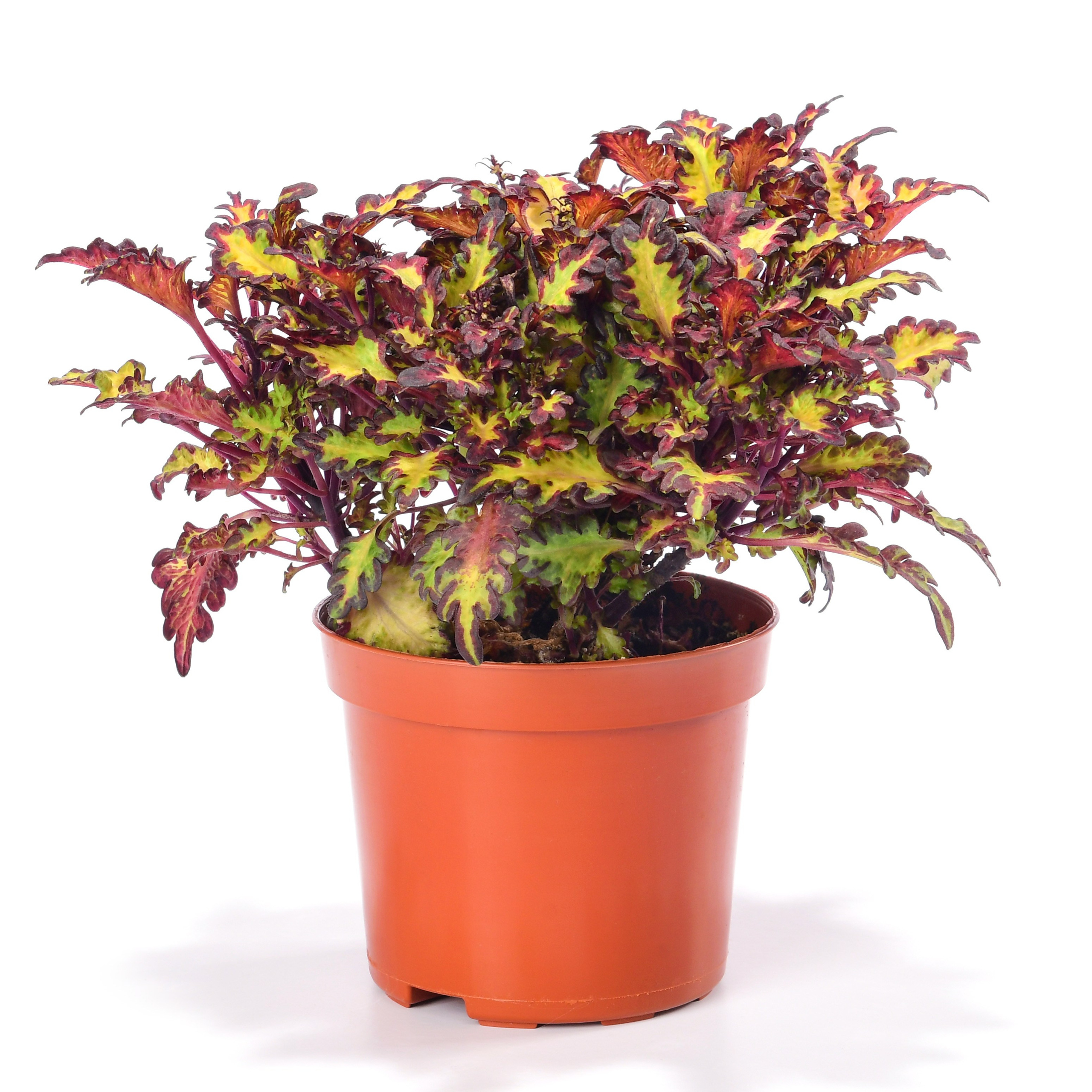 цветок колеус в горшке на еблом фоне с тенью