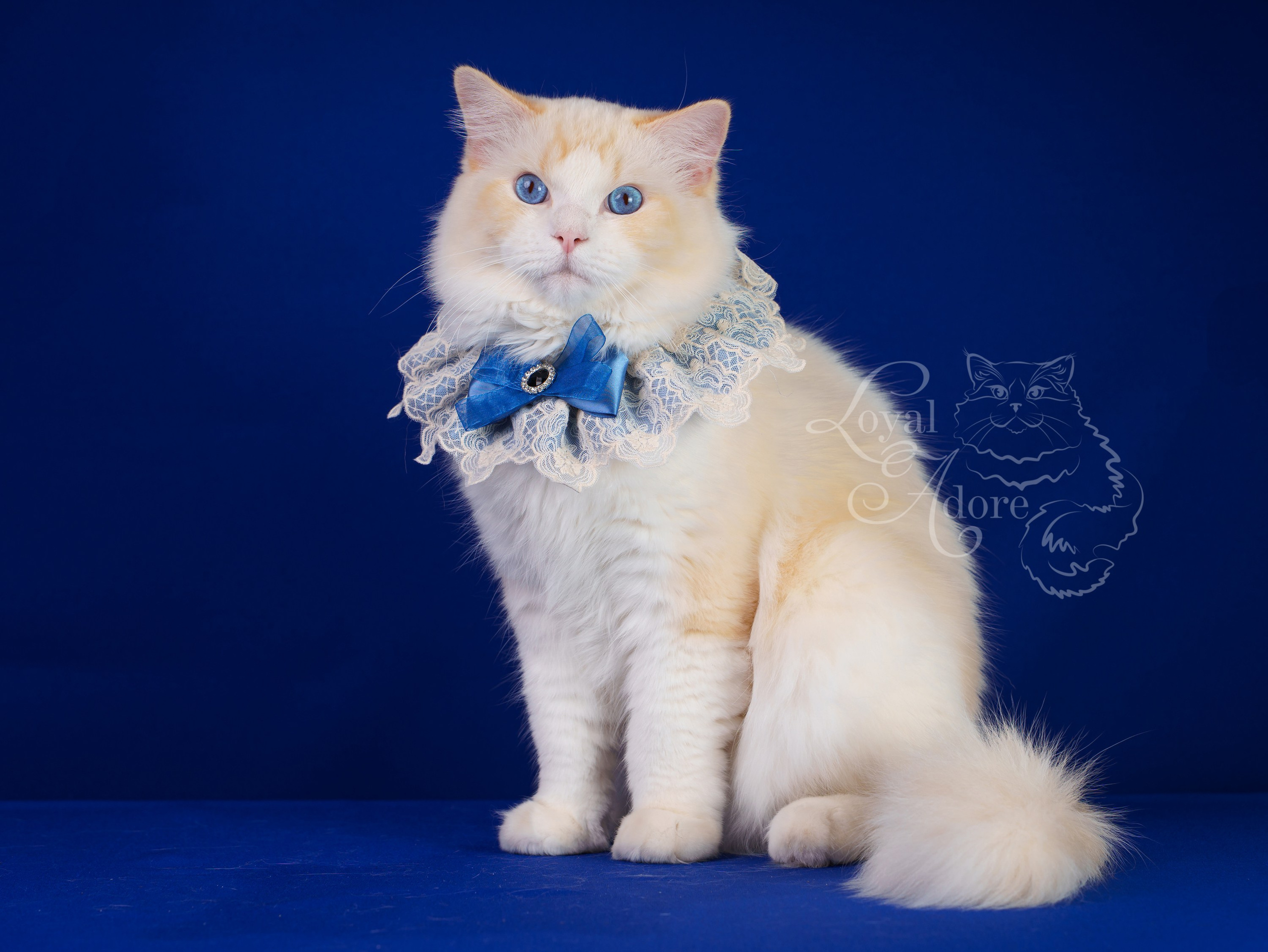 Коты производители Loyal Adore. Питомник рэгдолл Loyal Adore