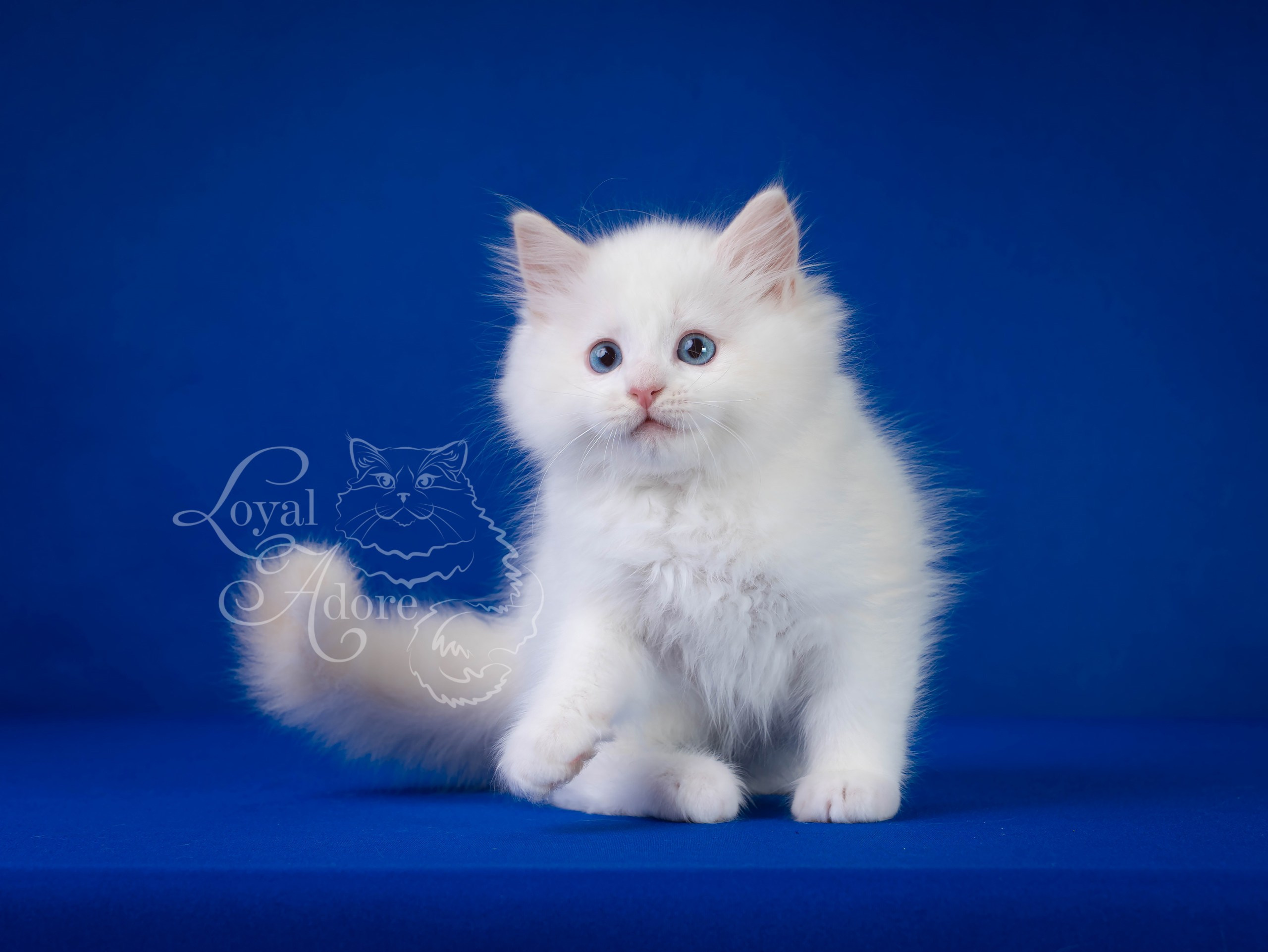 Котята рэгдолл от Loyal Adore. Питомник рэгдолл Loyal Adore