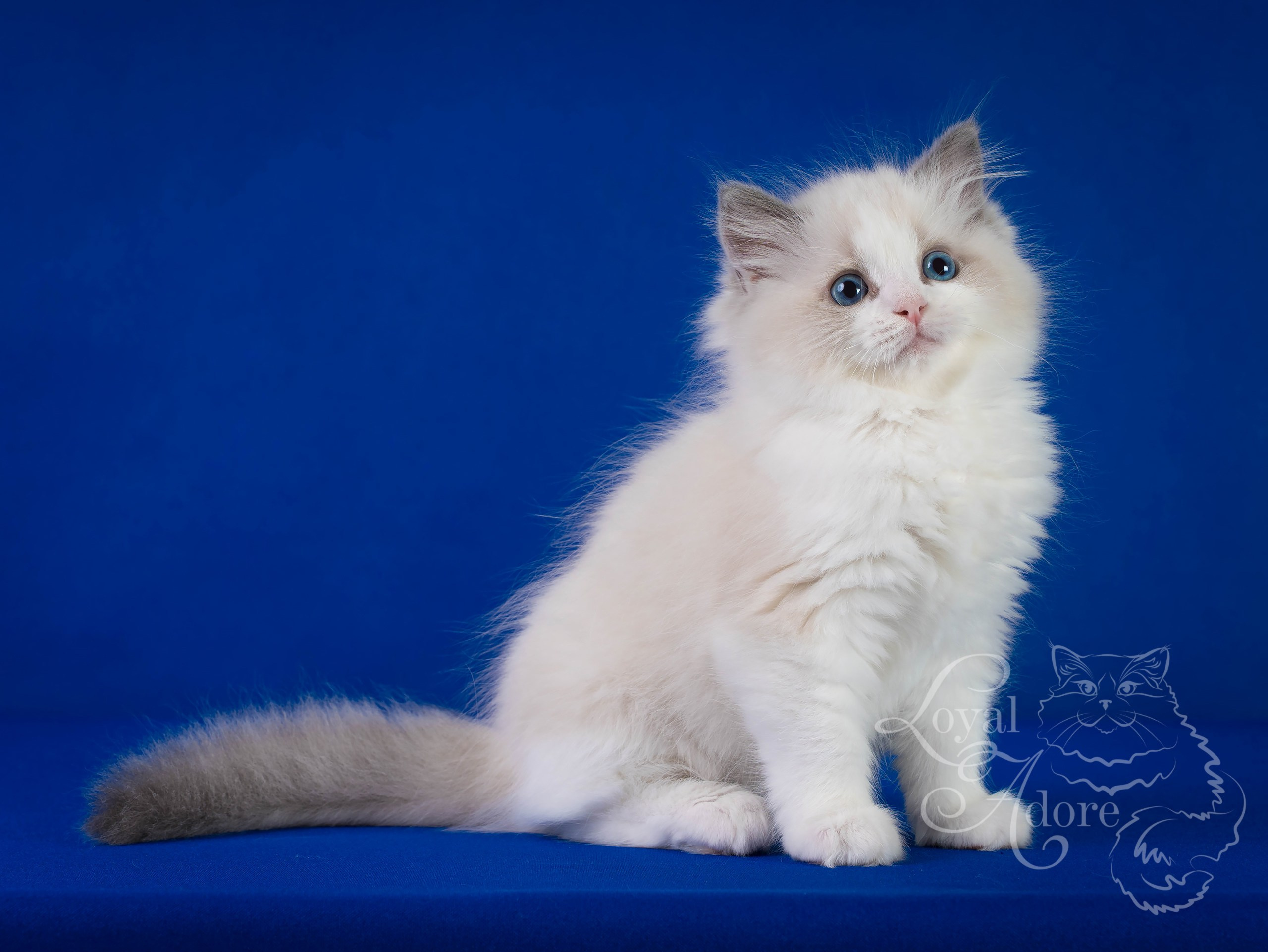 Котята рэгдолл от Loyal Adore. Питомник рэгдолл Loyal Adore