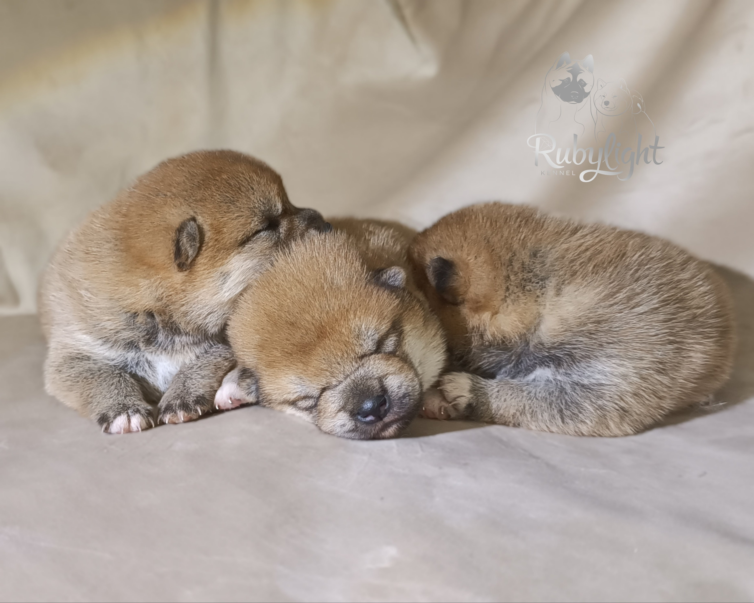 сиба питомник Рубилайт щенки на продажу rubylight  сиба щенки купить СПб Санкт-Петербург 
