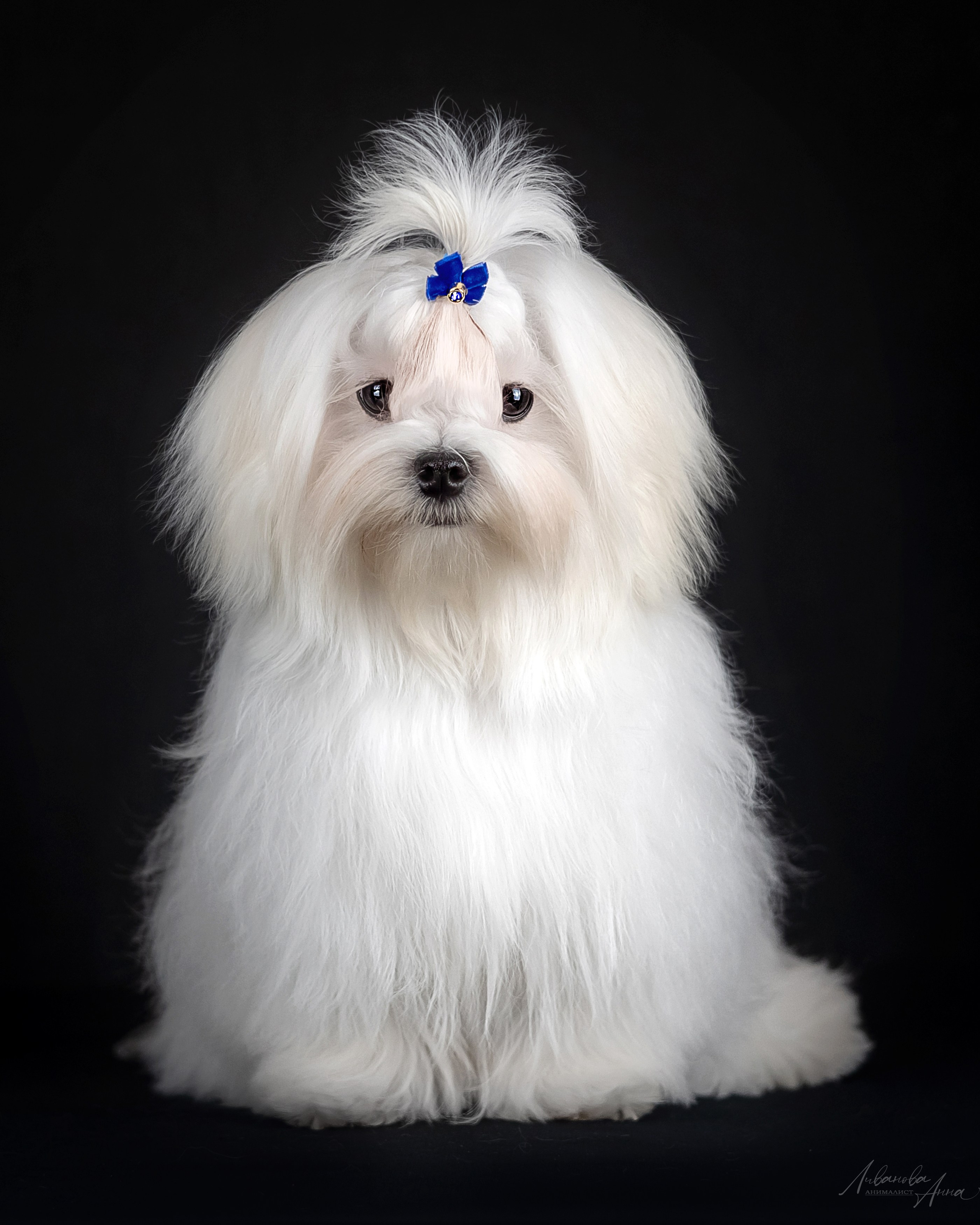 Мальтезе. Фотограф анималист Аня Ливанова | Рыбинск