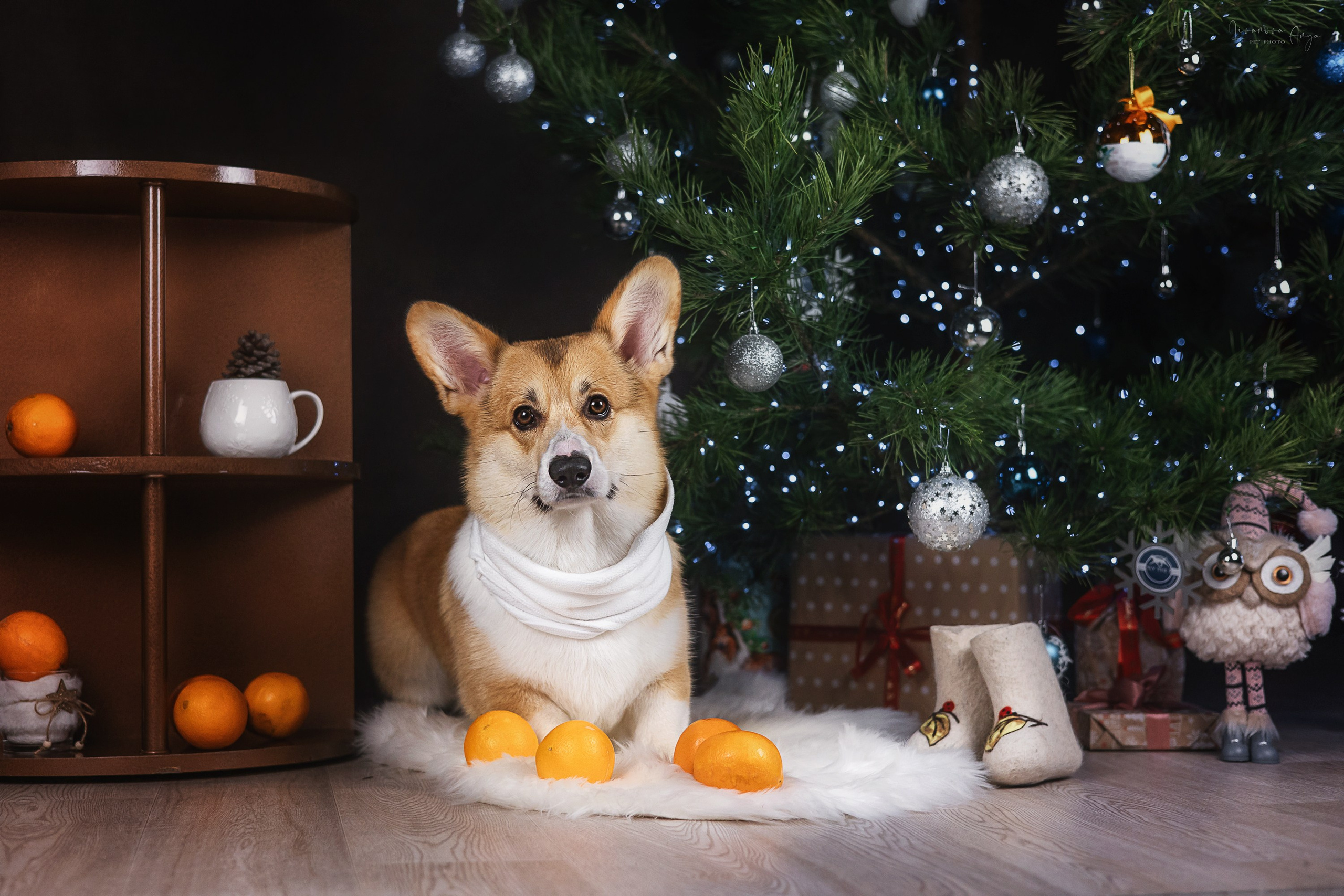 Фотодень_1 2025. Фотограф анималист Аня Ливанова | Рыбинск