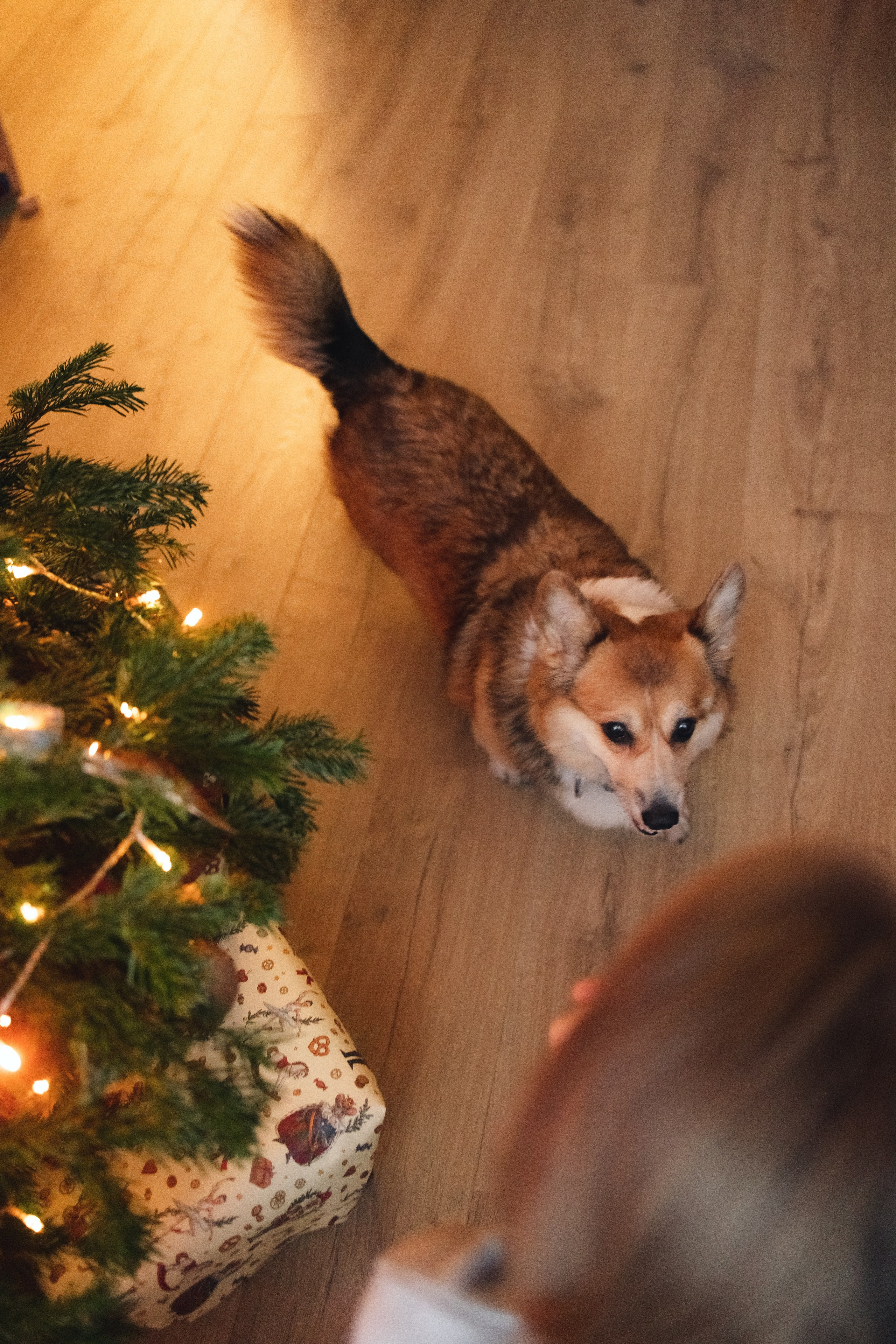Под новый год. Фотограф из Петербурга
