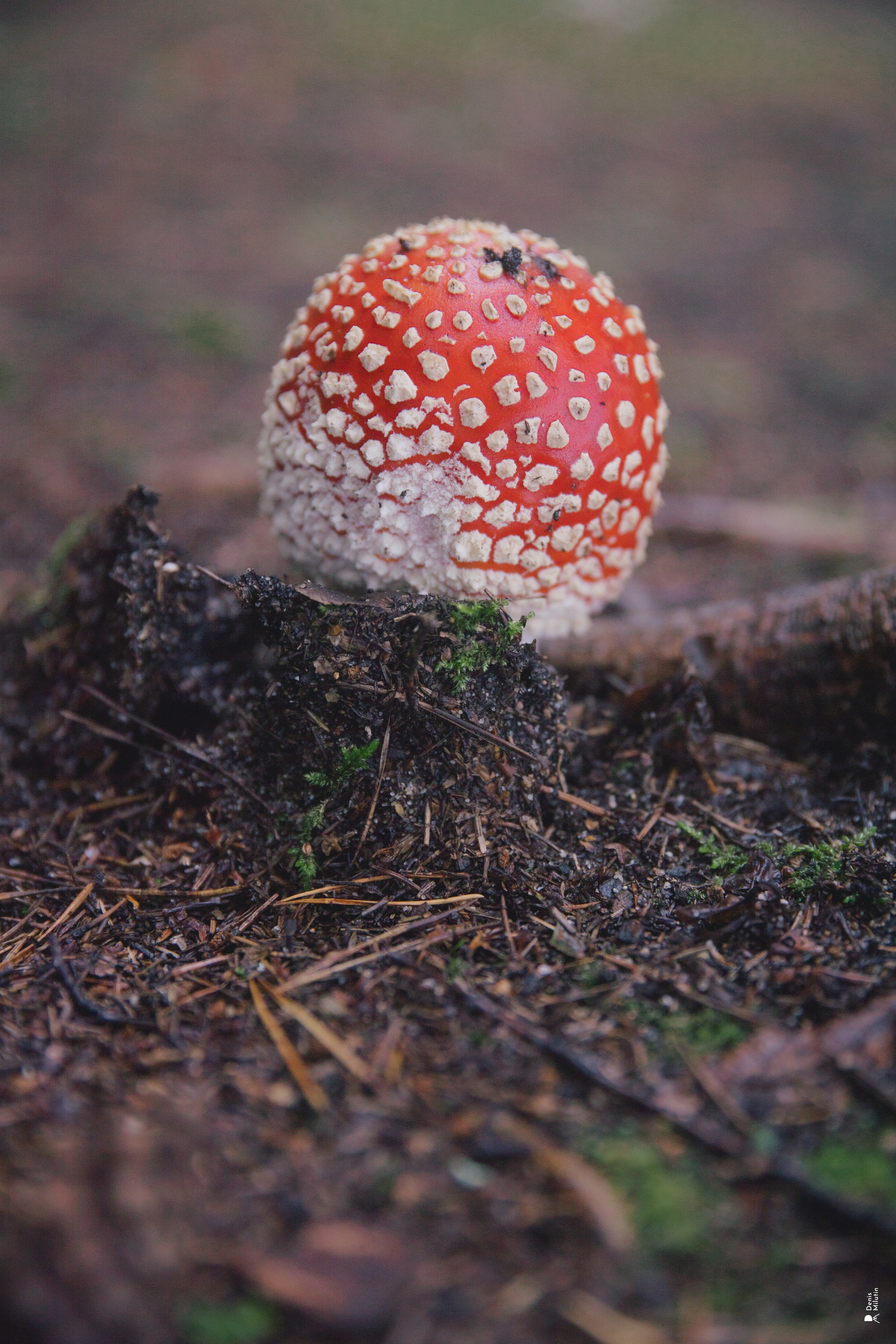 Женский Митрофаниевский скит Важеозерского мужского монастыря. Портретный фотограф Денис Милютин