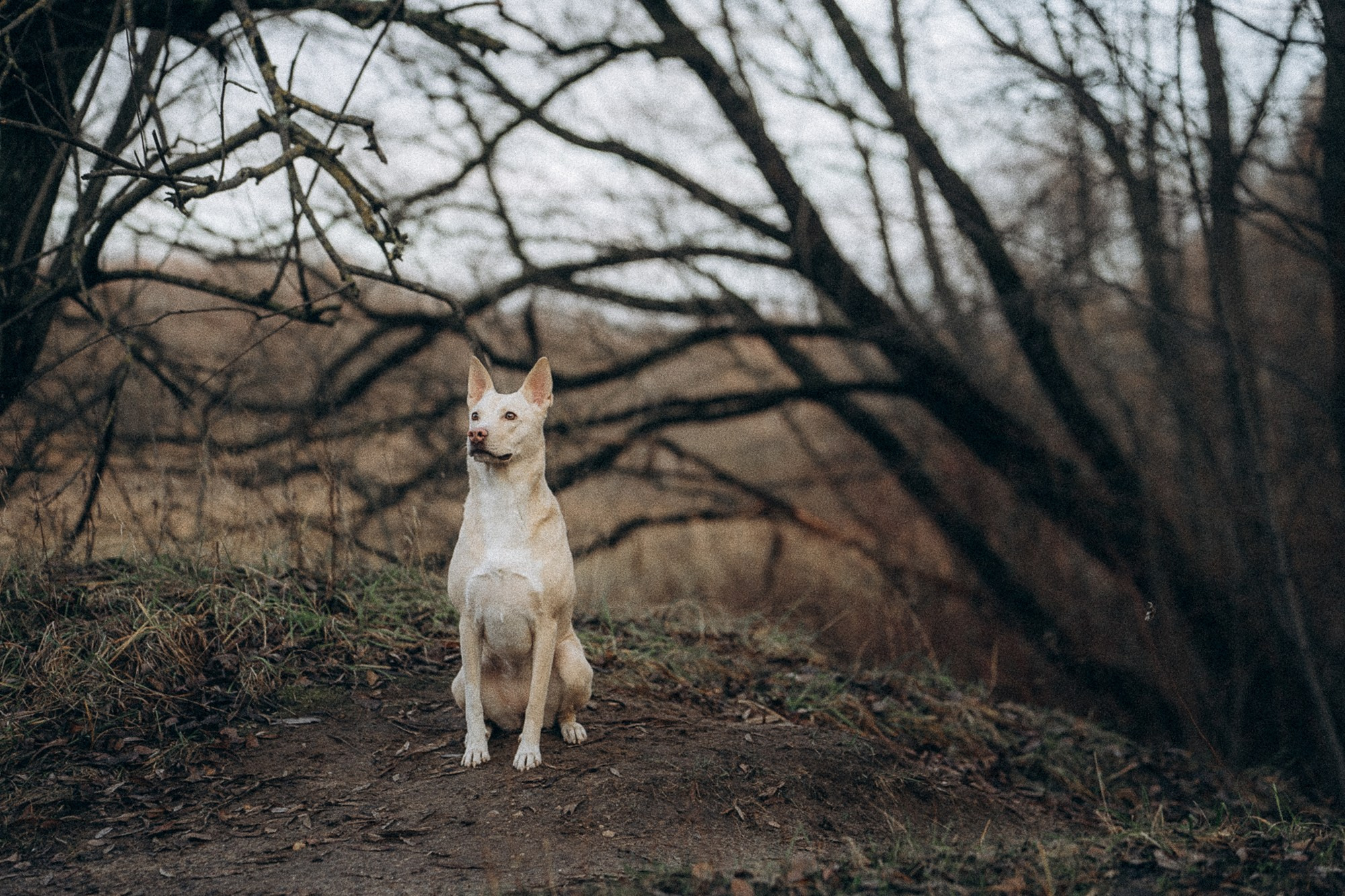 Туся. Фотограф анималист в Москве и Санкт-Петербурге Свиридова Анна