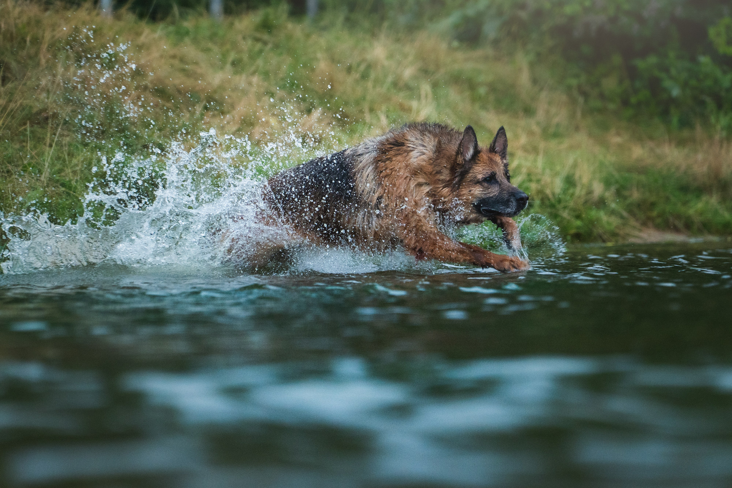 Вика и Фрея. Фотограф анималист в Москве и Санкт-Петербурге Свиридова Анна