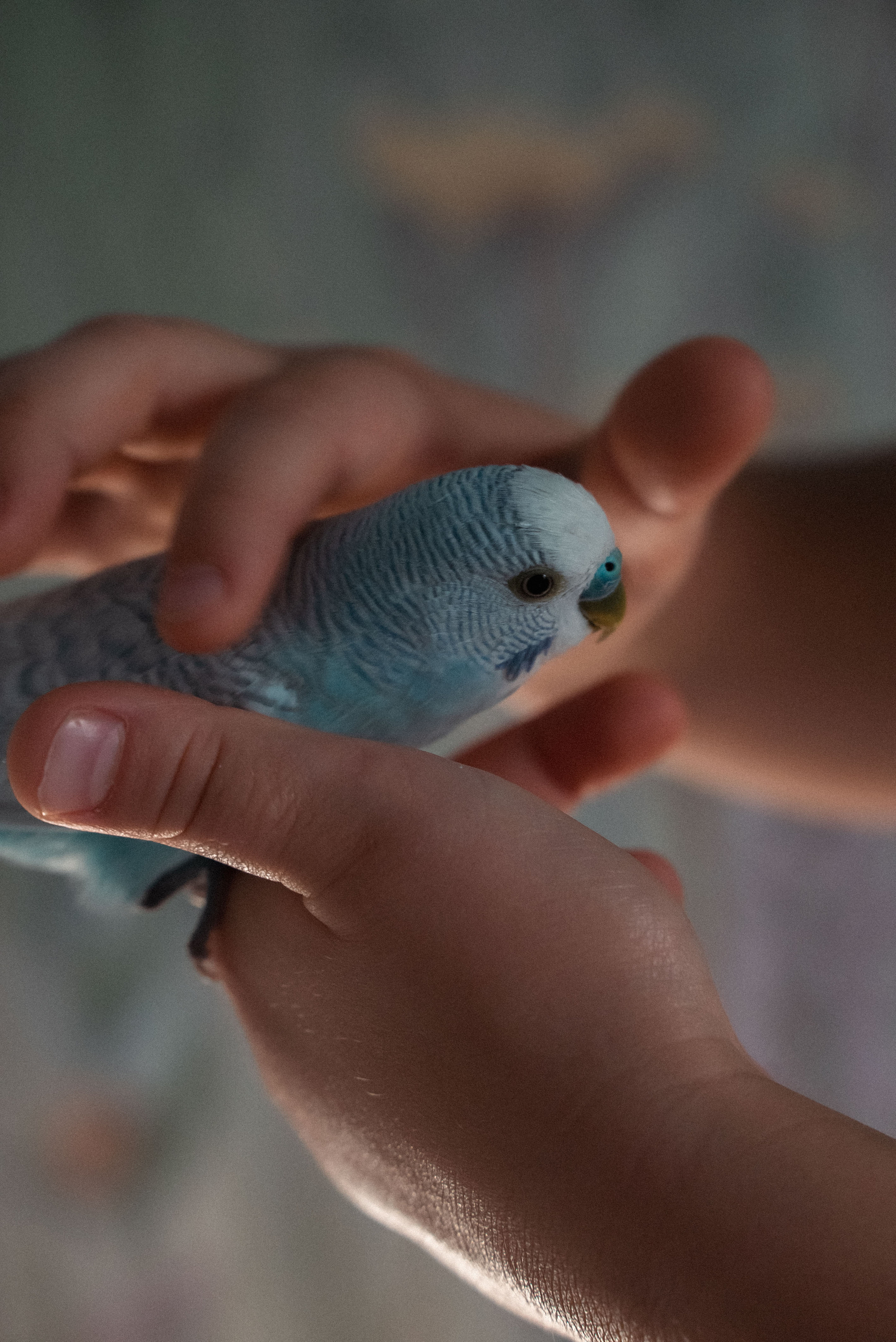 Домашние фотосессии. Видеограф Осинина Татьяна — видеосъемка в Москве