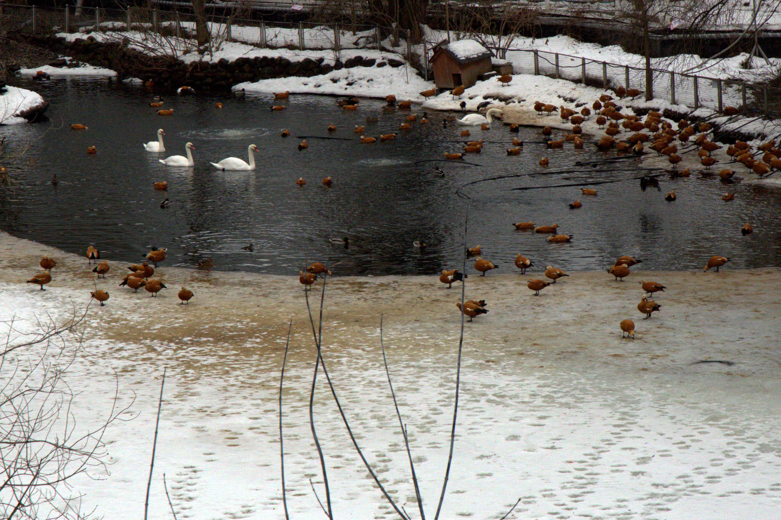 ЗООПАРК. ФОТОГРАФ В МОСКВЕ СТАНИСЛАВ КОБЗЕВ