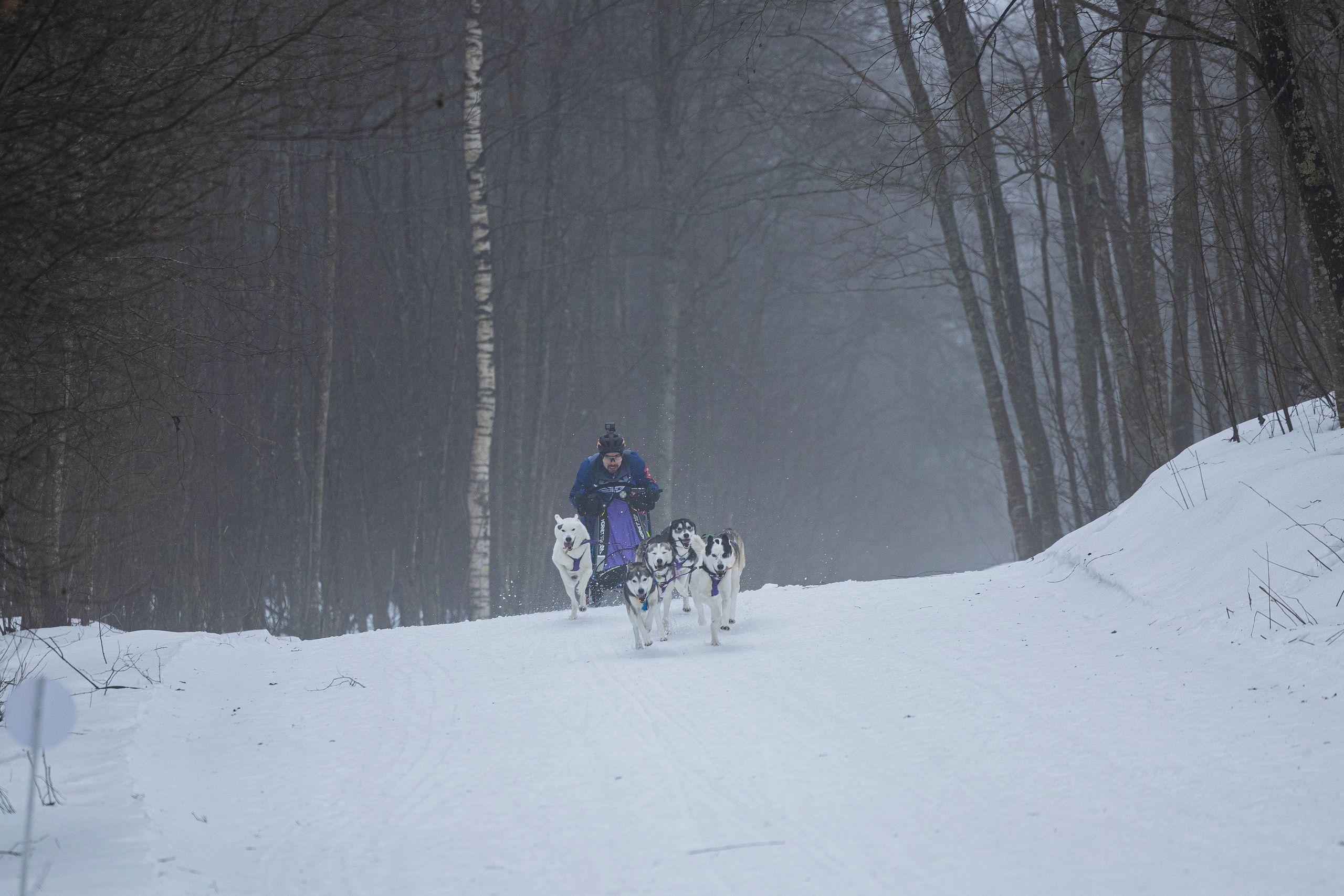Зимний Чемпионат Санкт-Петербурга по ездовому спорту. Фотограф-анималист Анна Маринич