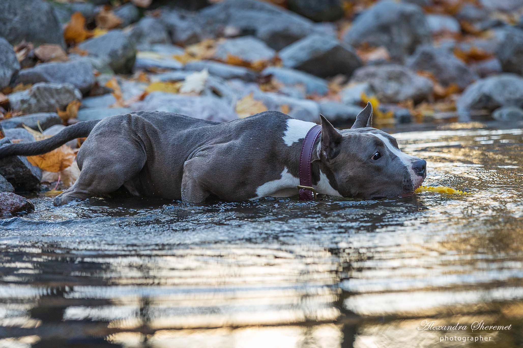 Шерри. Фотограф-анималист Александра Шеремет