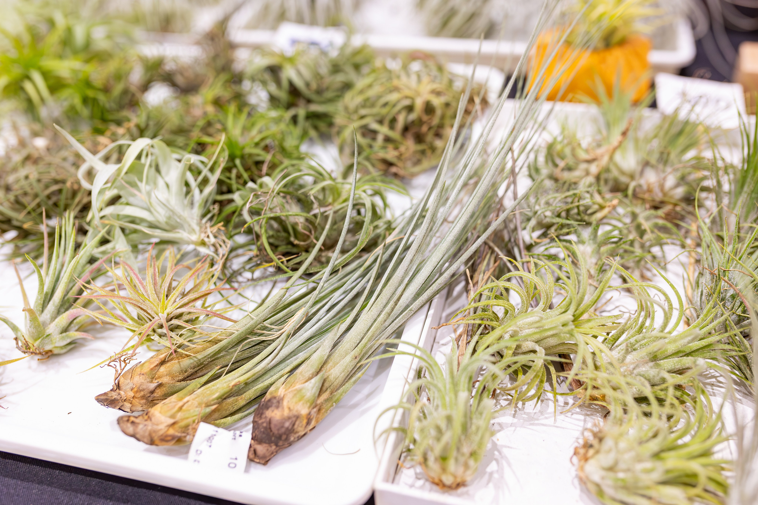 Орхидиум сентябрь 2025. Александра Куликова фотограф, Москва