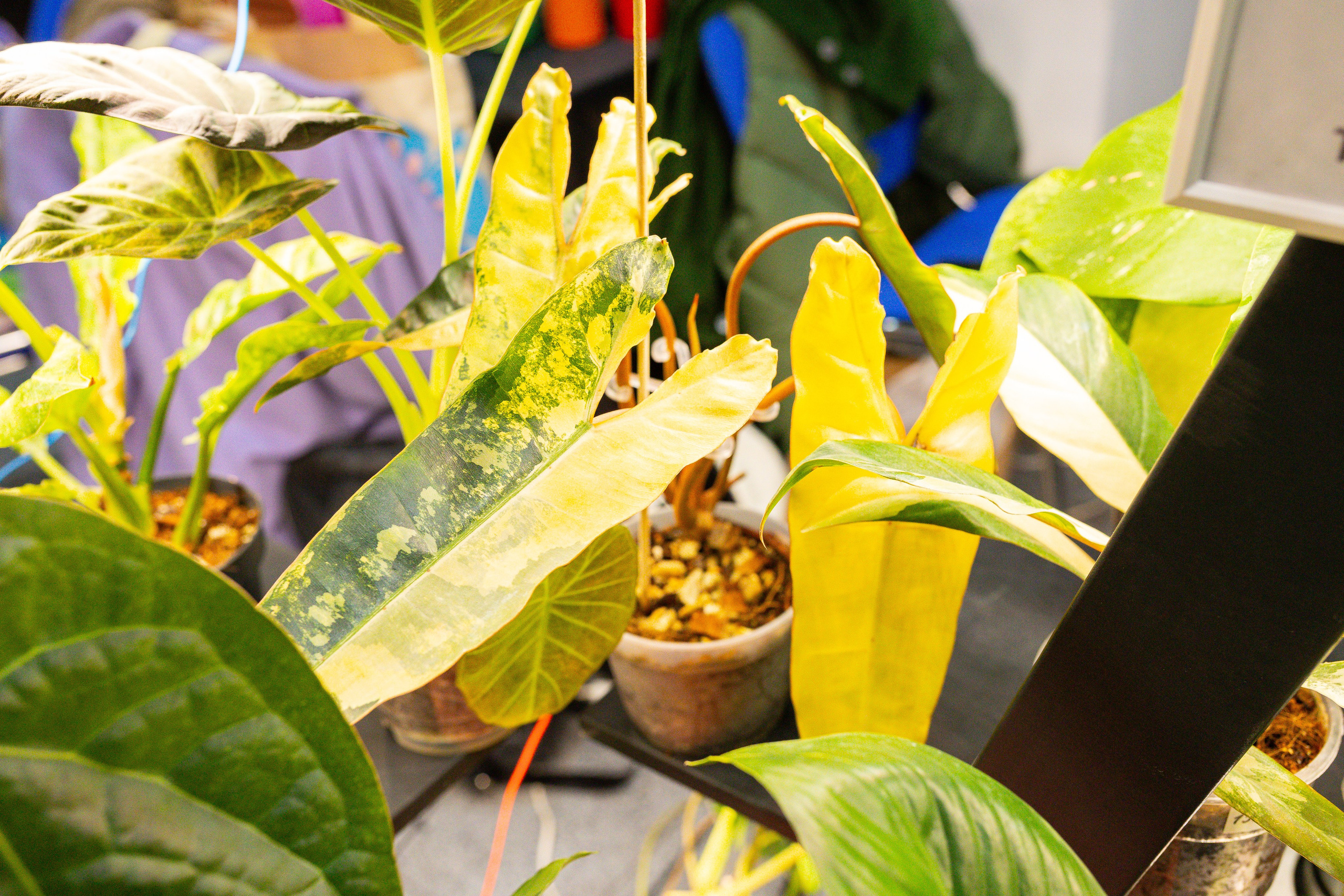 Монстериум 11–12 октября. Александра Куликова фотограф, Москва