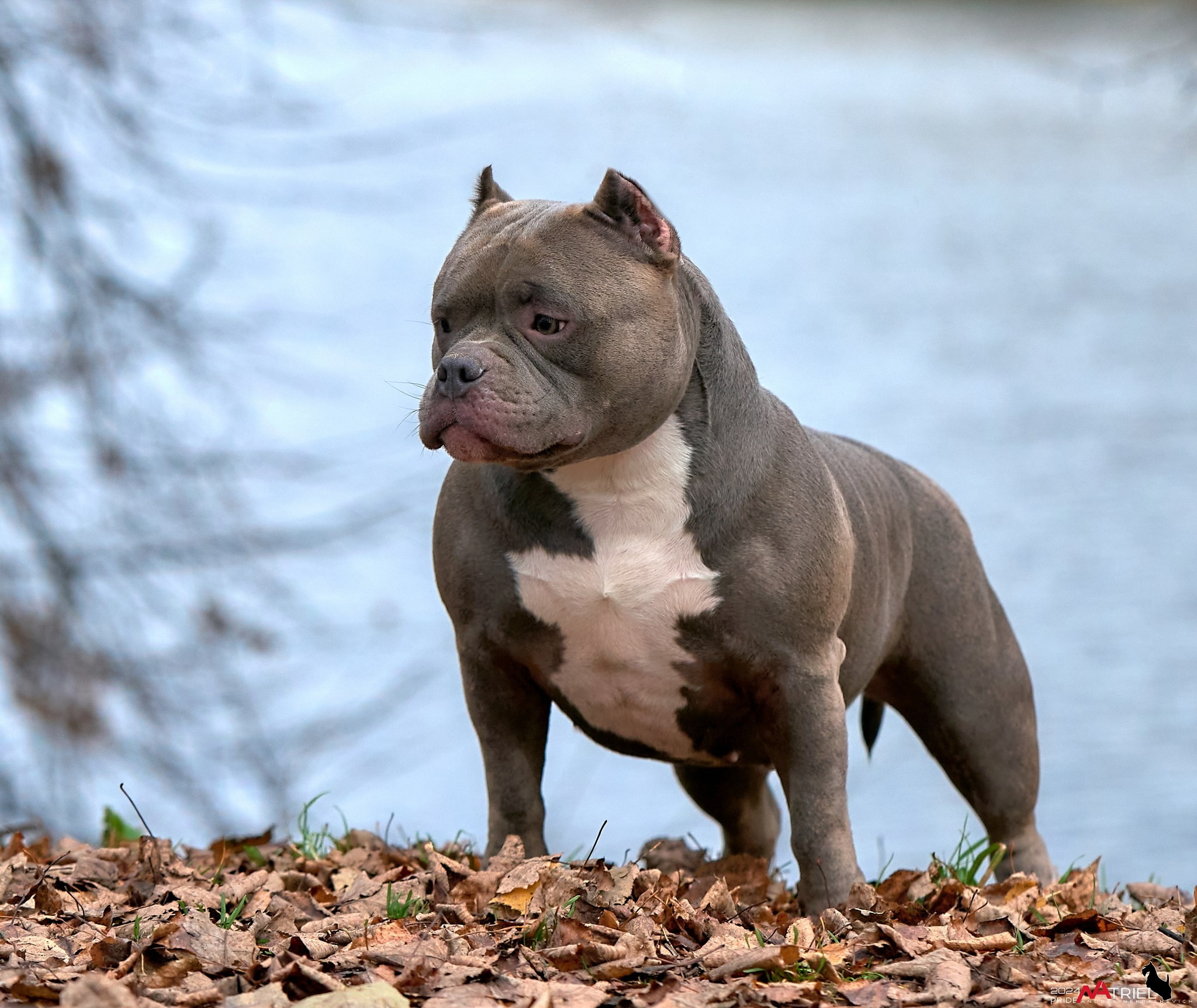 Фотопрогулка с булли в парке