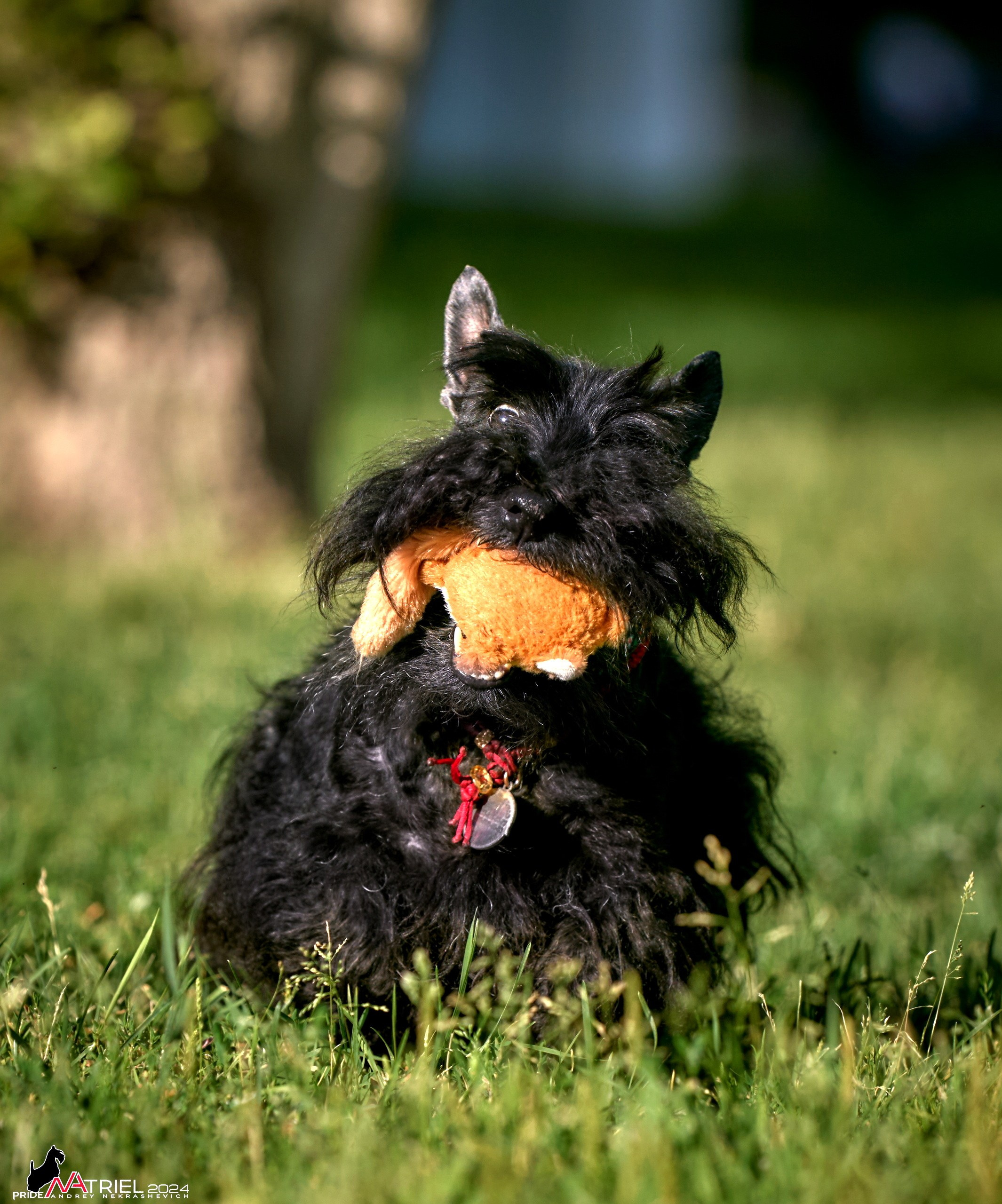 Фотопрогулка с собаками Бася и Циля