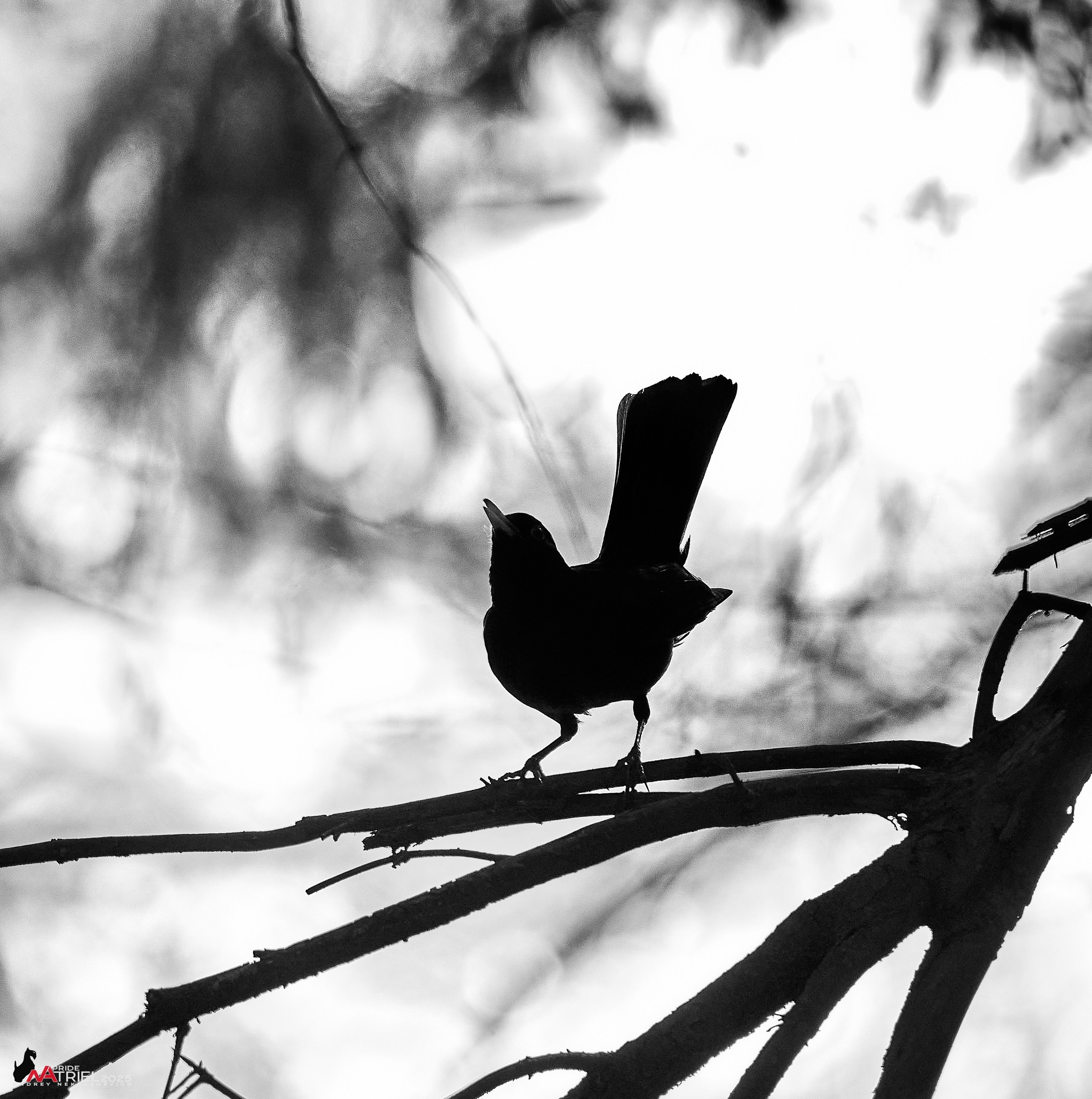 Съемка в майском лесу