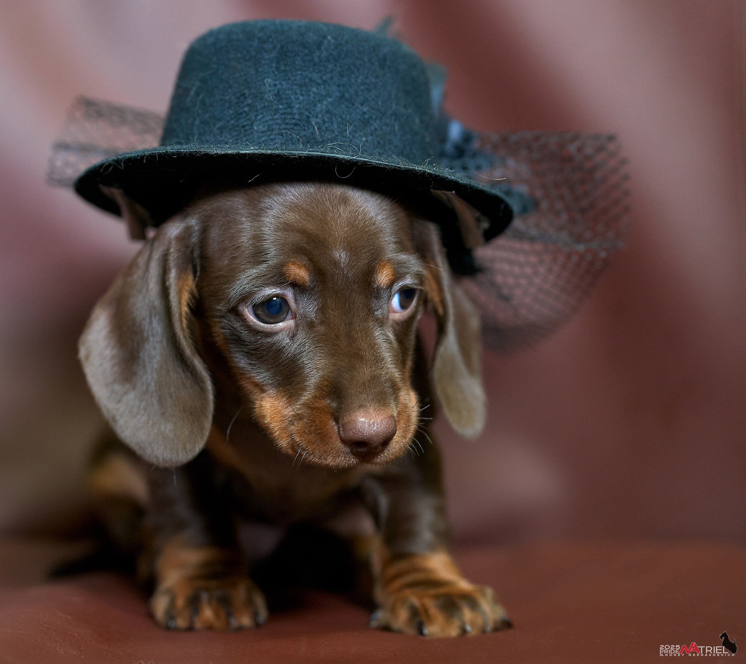 Съемка щенков таксы с мобильным светом