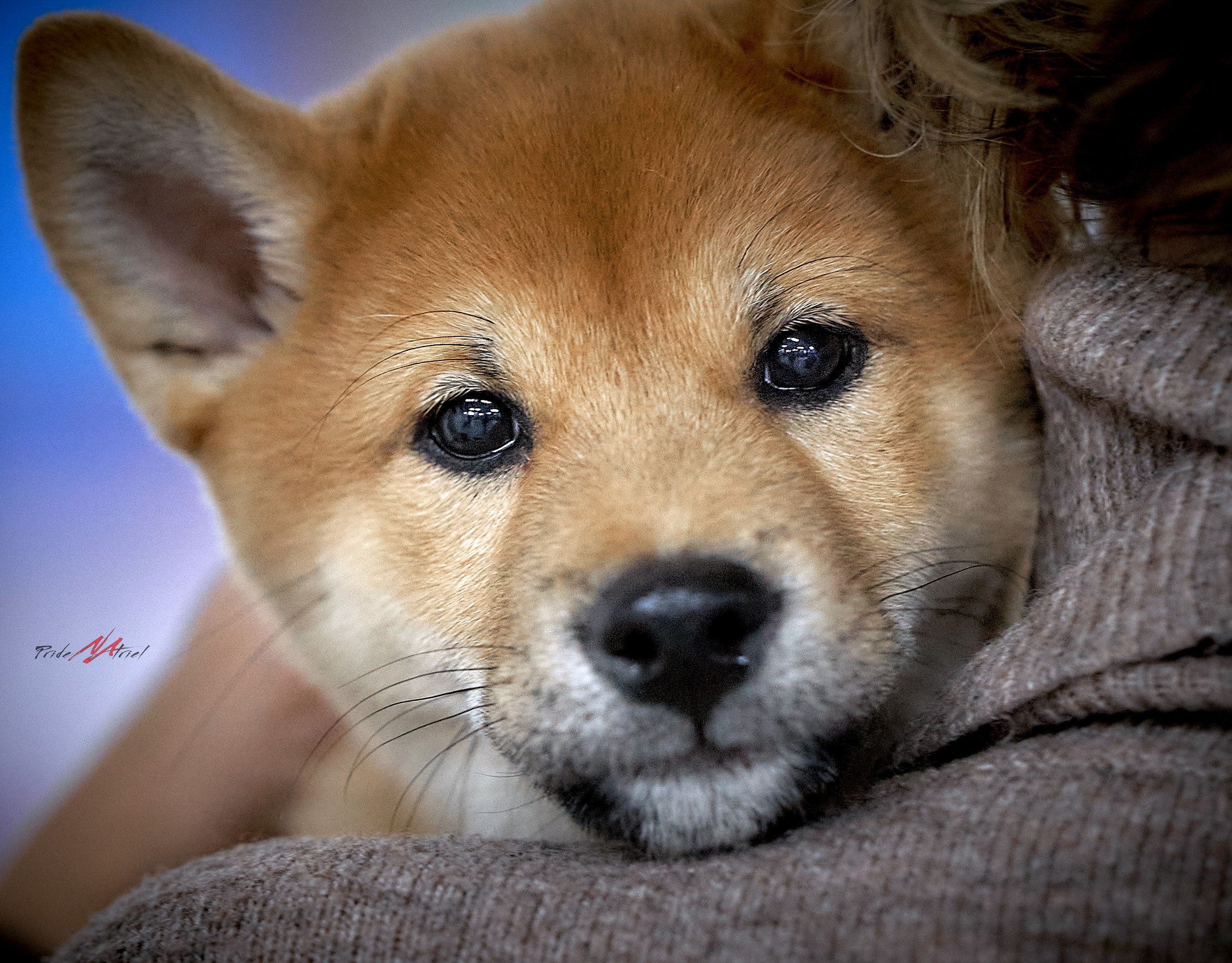 Щенки с людьми — галерея NATRIEL