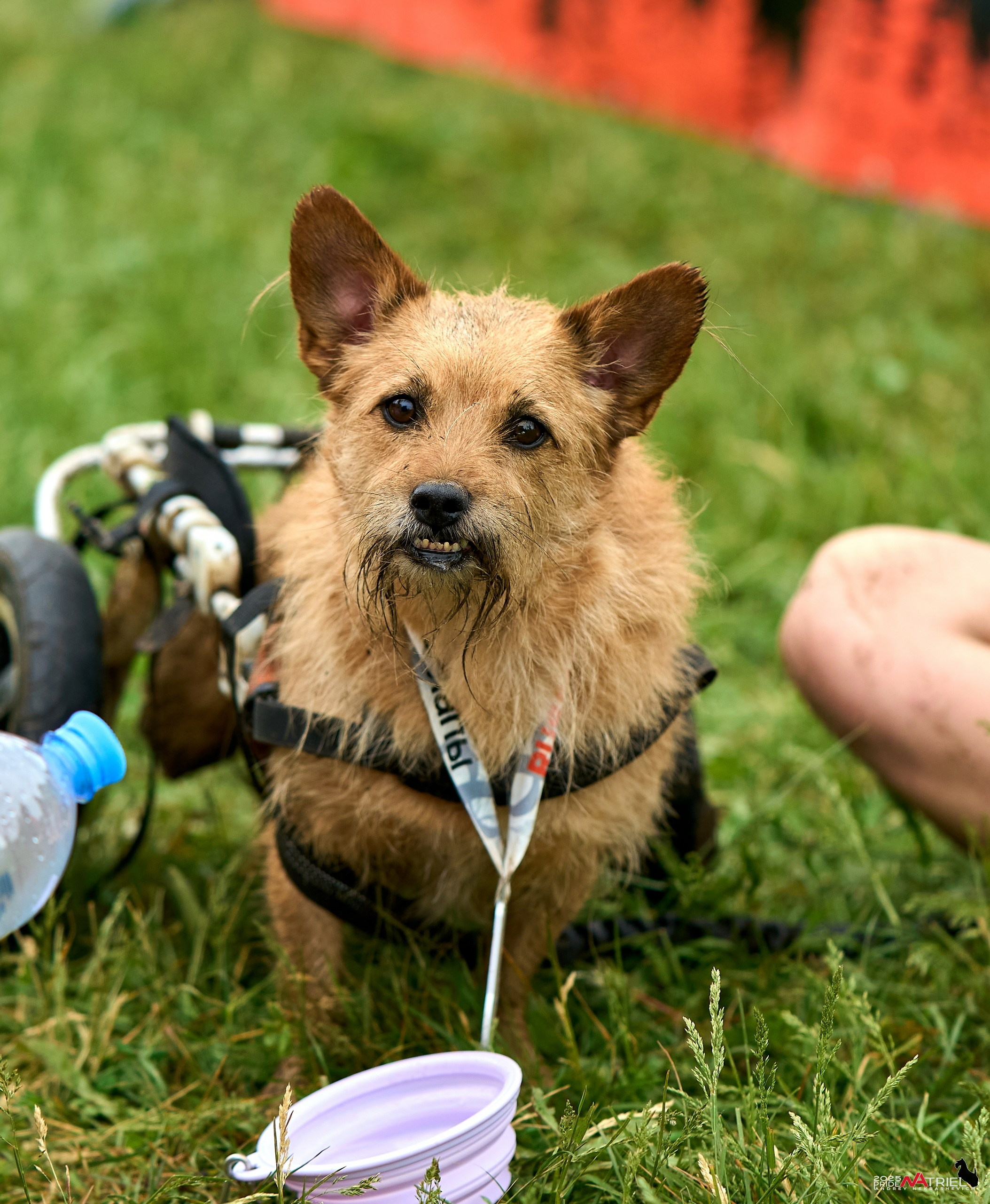 Russian Extreme Dog Trail — 2025