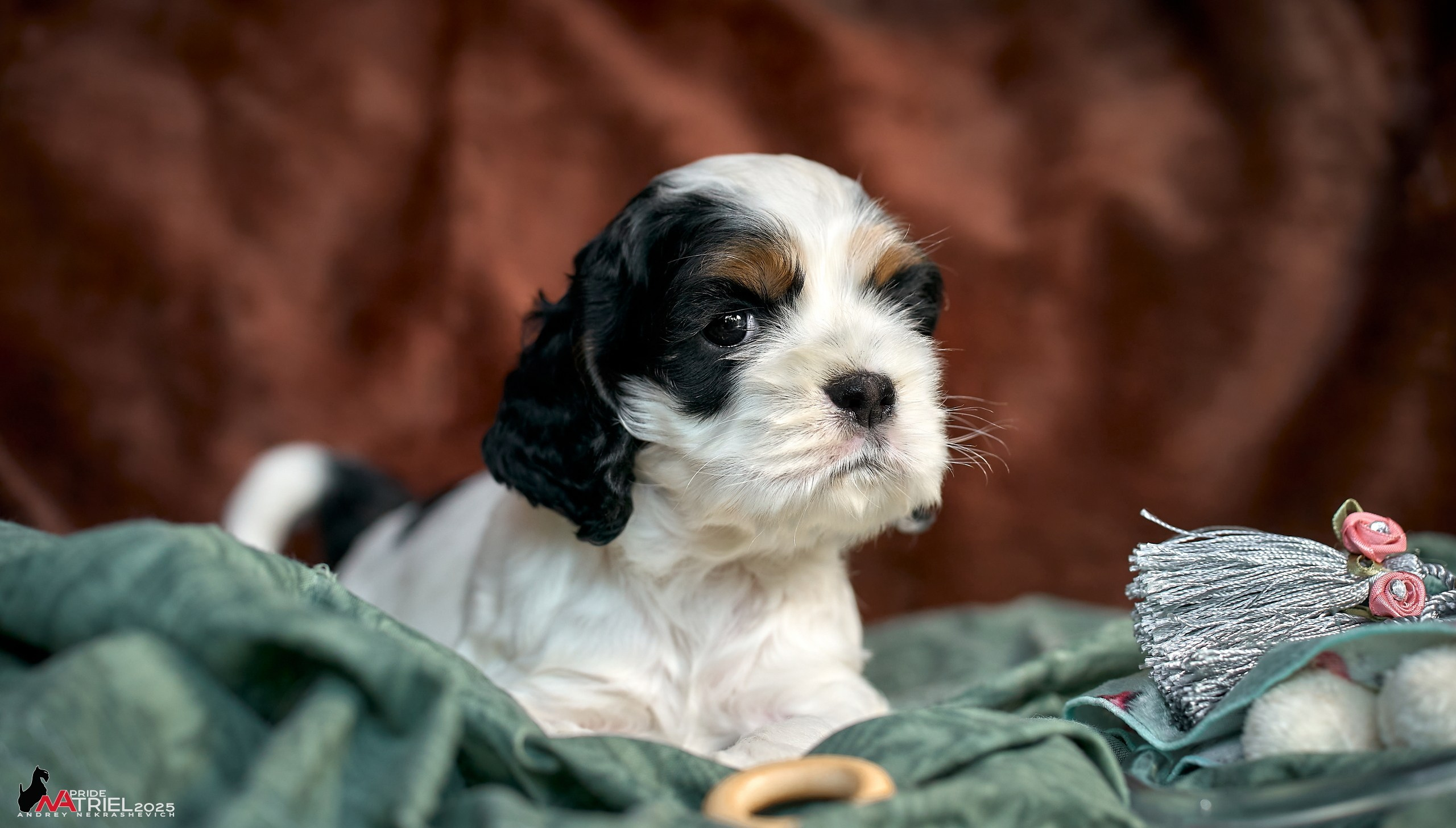 Щенки АмКокеров