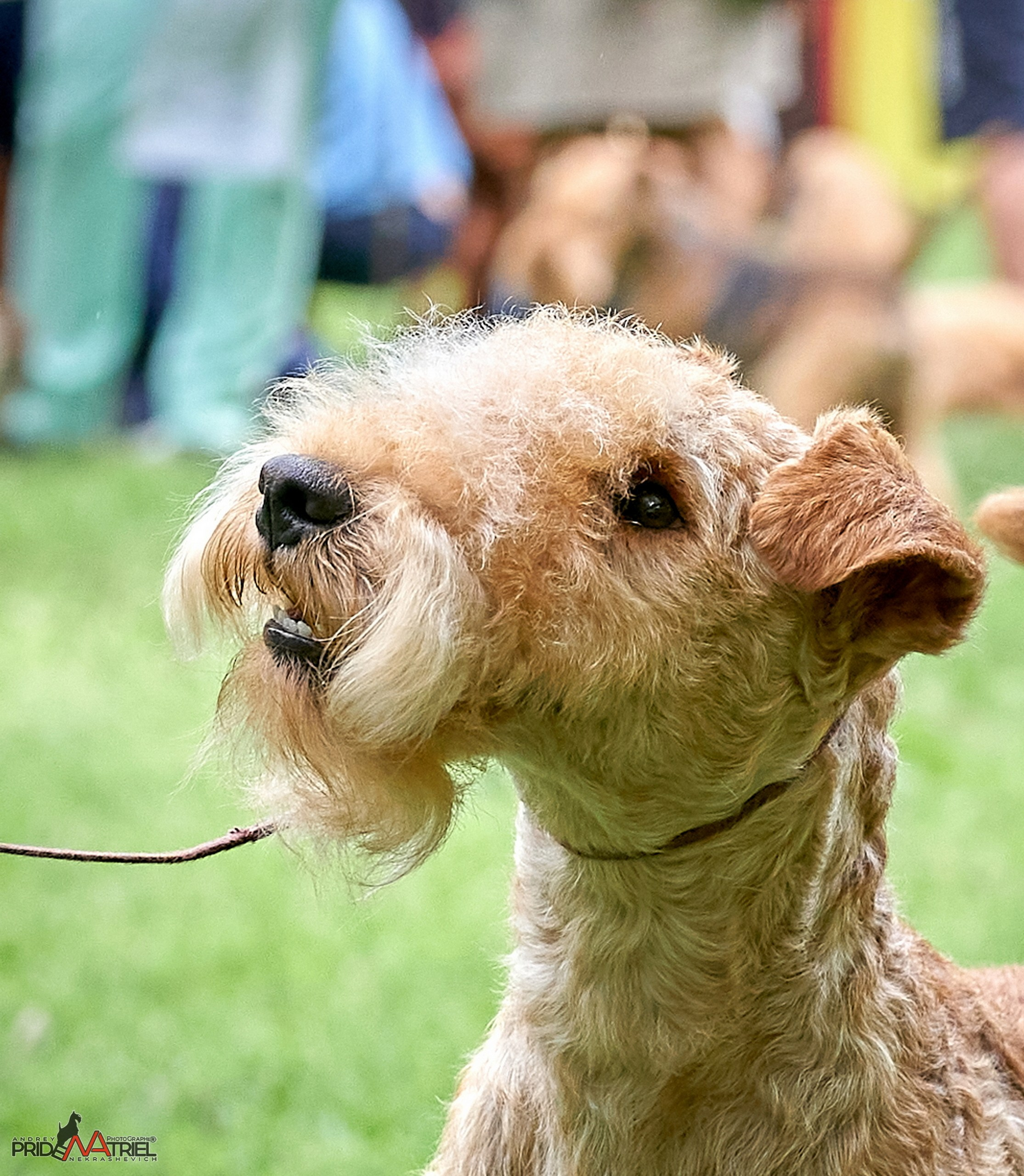 Портреты собак — галерея NATRIEL